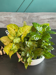 Indoor dish garden with assorted green tropical plants