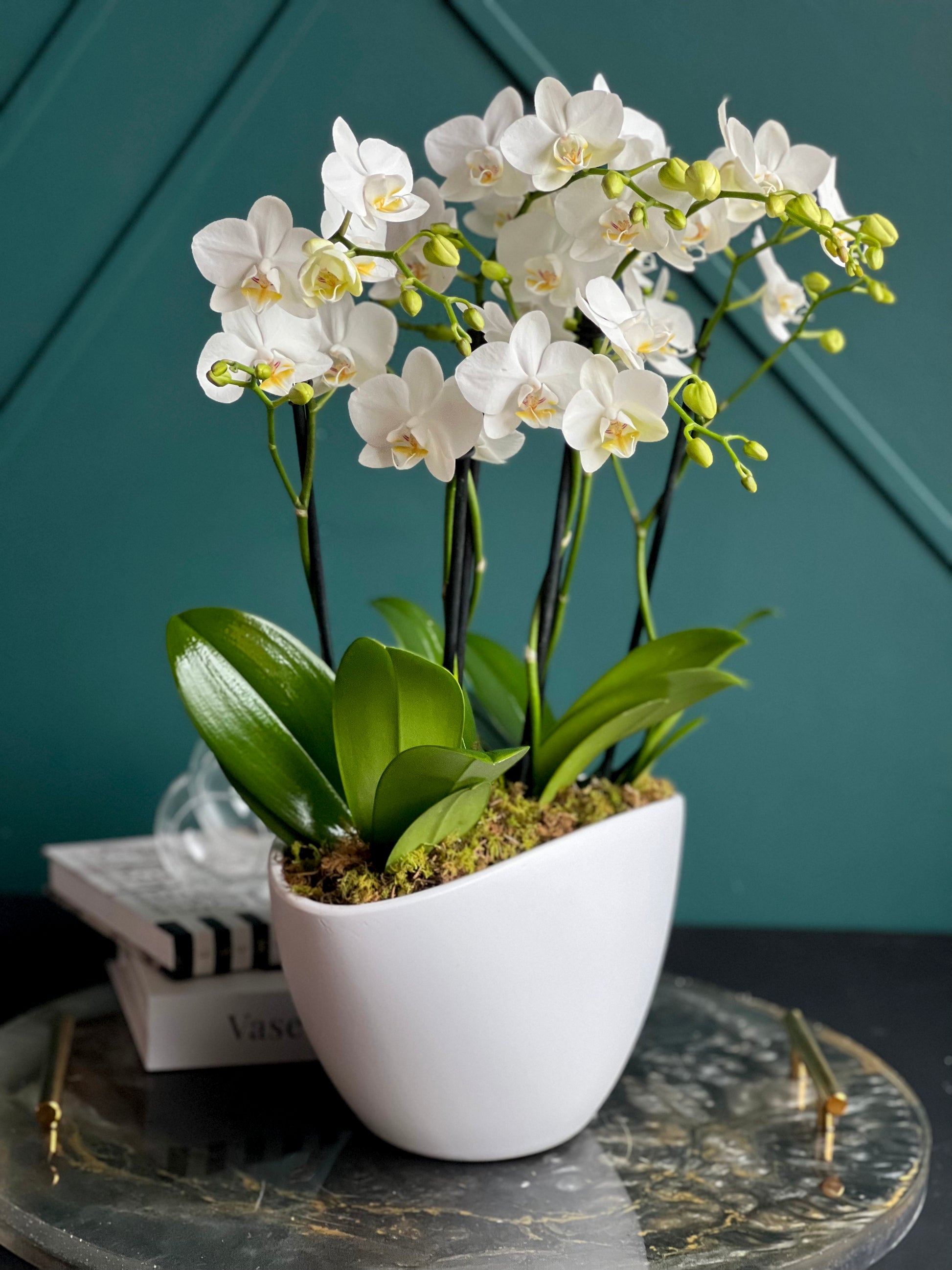 Indoor white Phalaenopsis orchid arrangement delivered in Miami Beach and South Beach