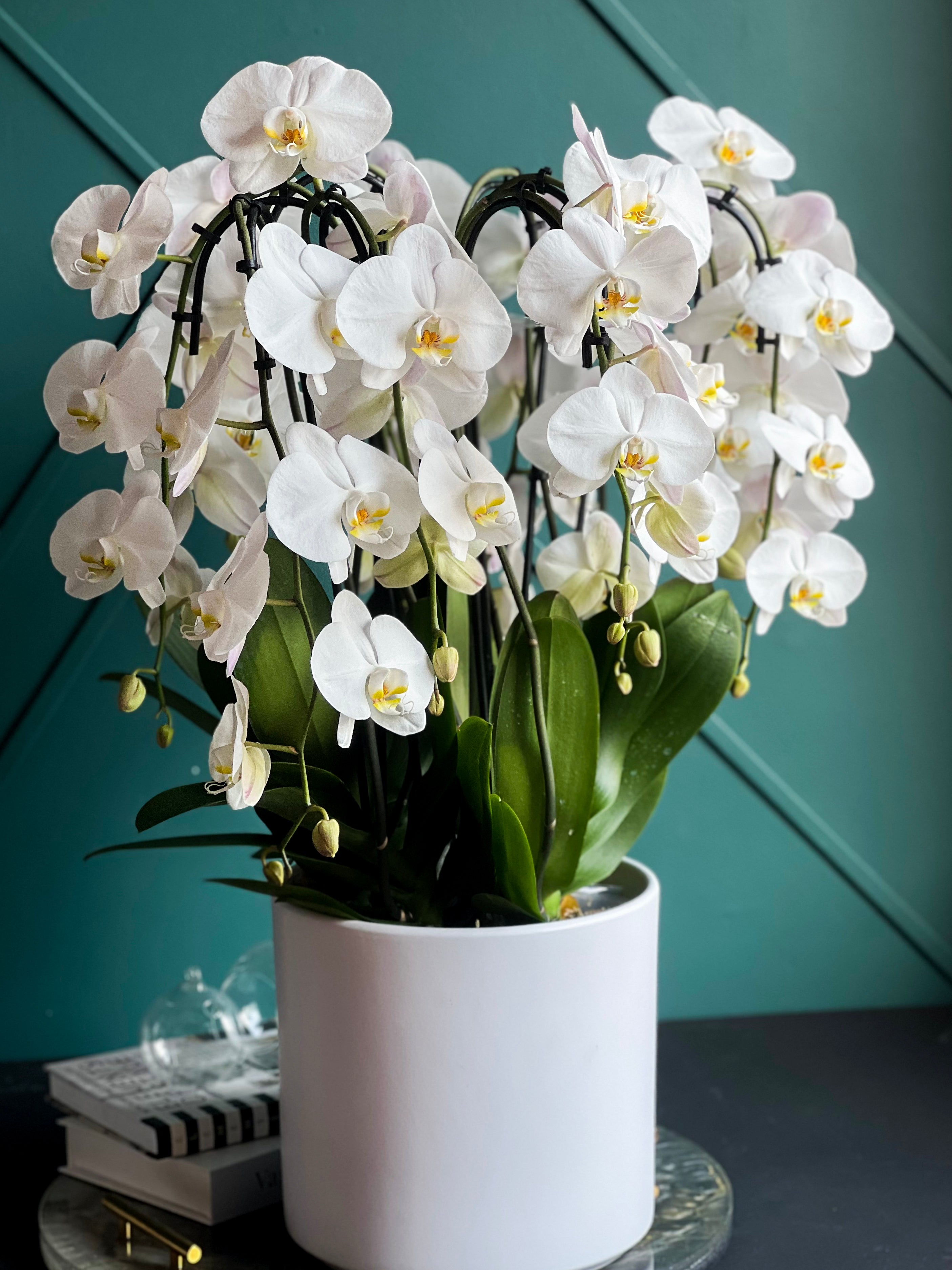 Large White Waterfall Phalaenopsis Orchid with 10 blooming stems in ceramic planter