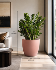 Large ZZ Plant Miami 40 inches tall in 18 inch pink planter