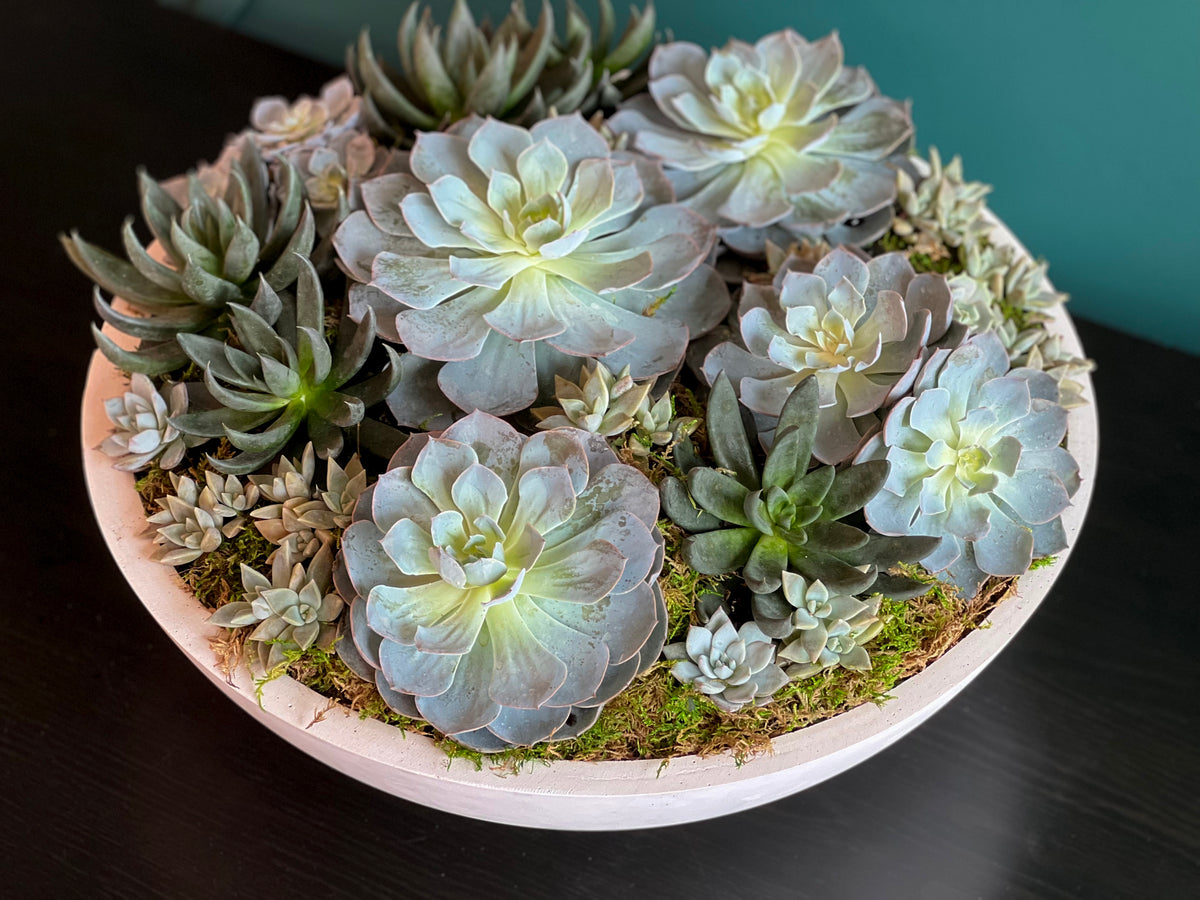 Large cement bowl filled with premium live succulents
