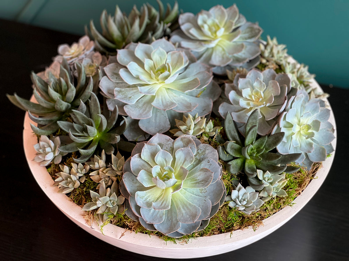 Large succulent centerpiece in contemporary cement bowl