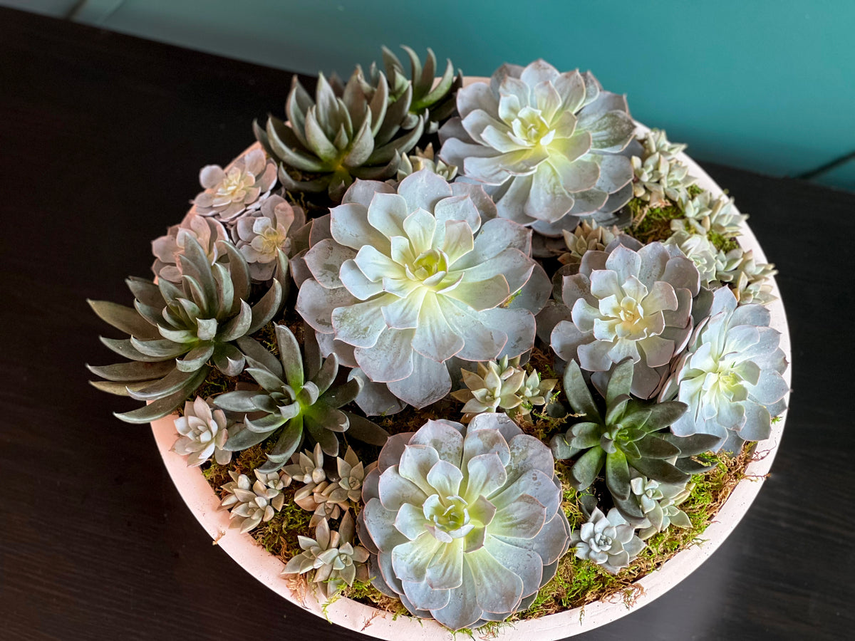Large succulent garden arrangement in modern cement bowl Miami