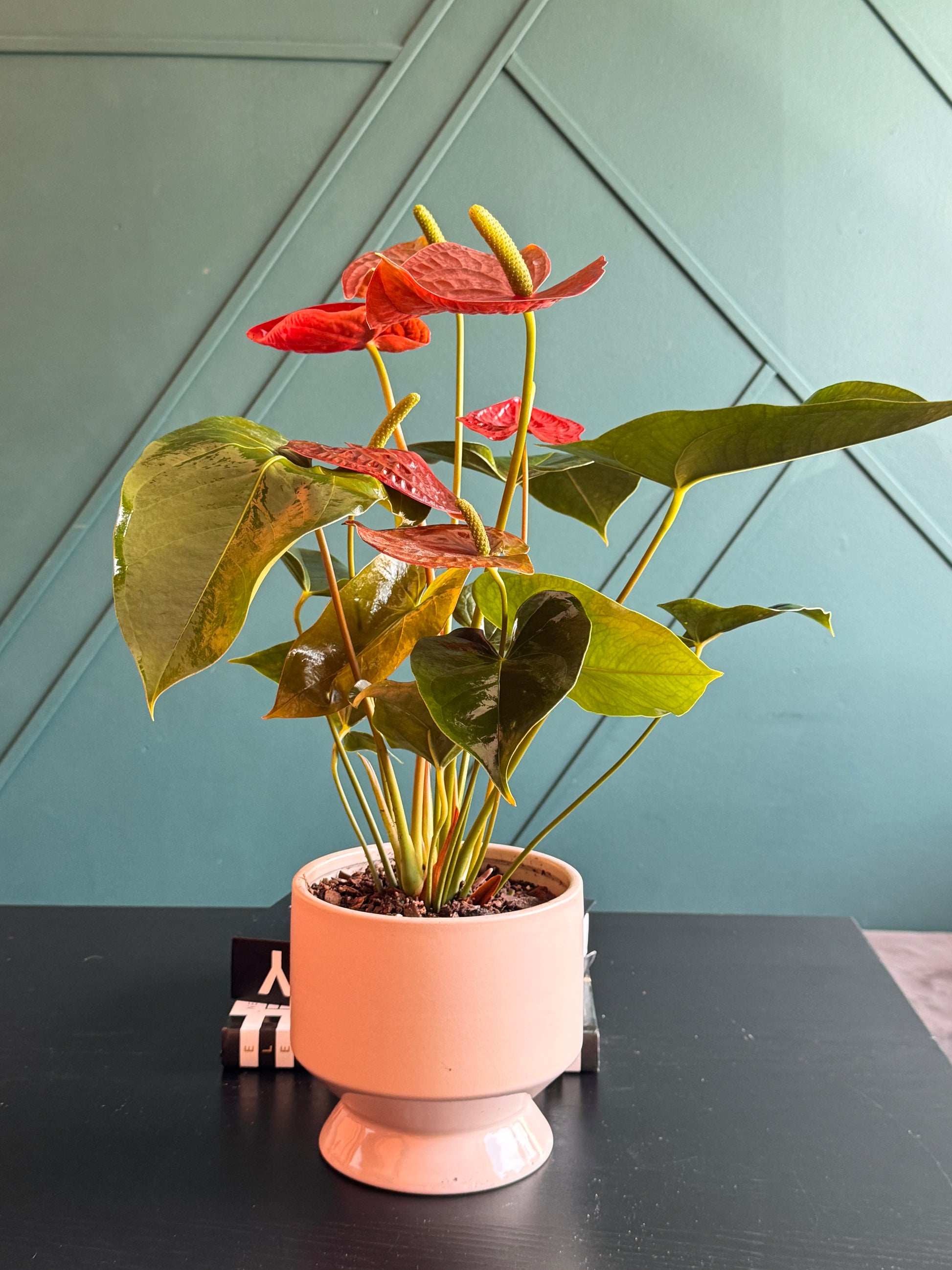 Live Anthurium Plant with tropical flowers and lush foliage