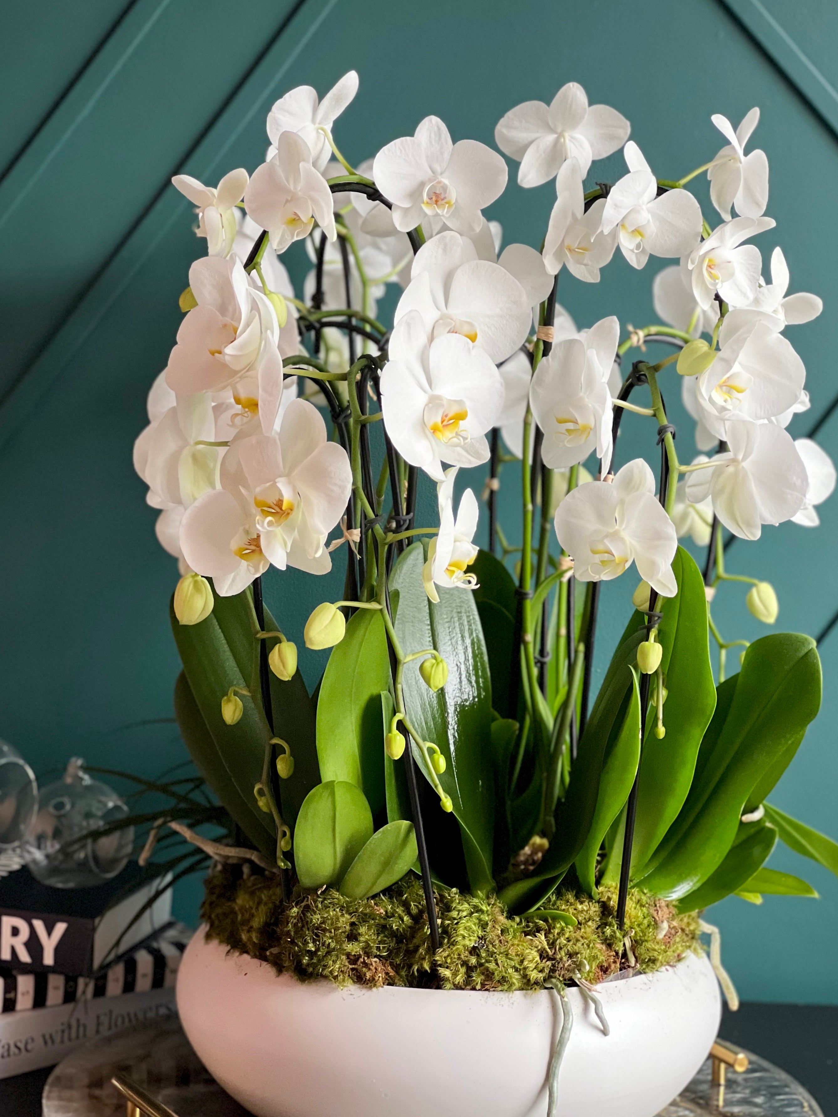 Live White Phalaenopsis orchids for luxury home décor