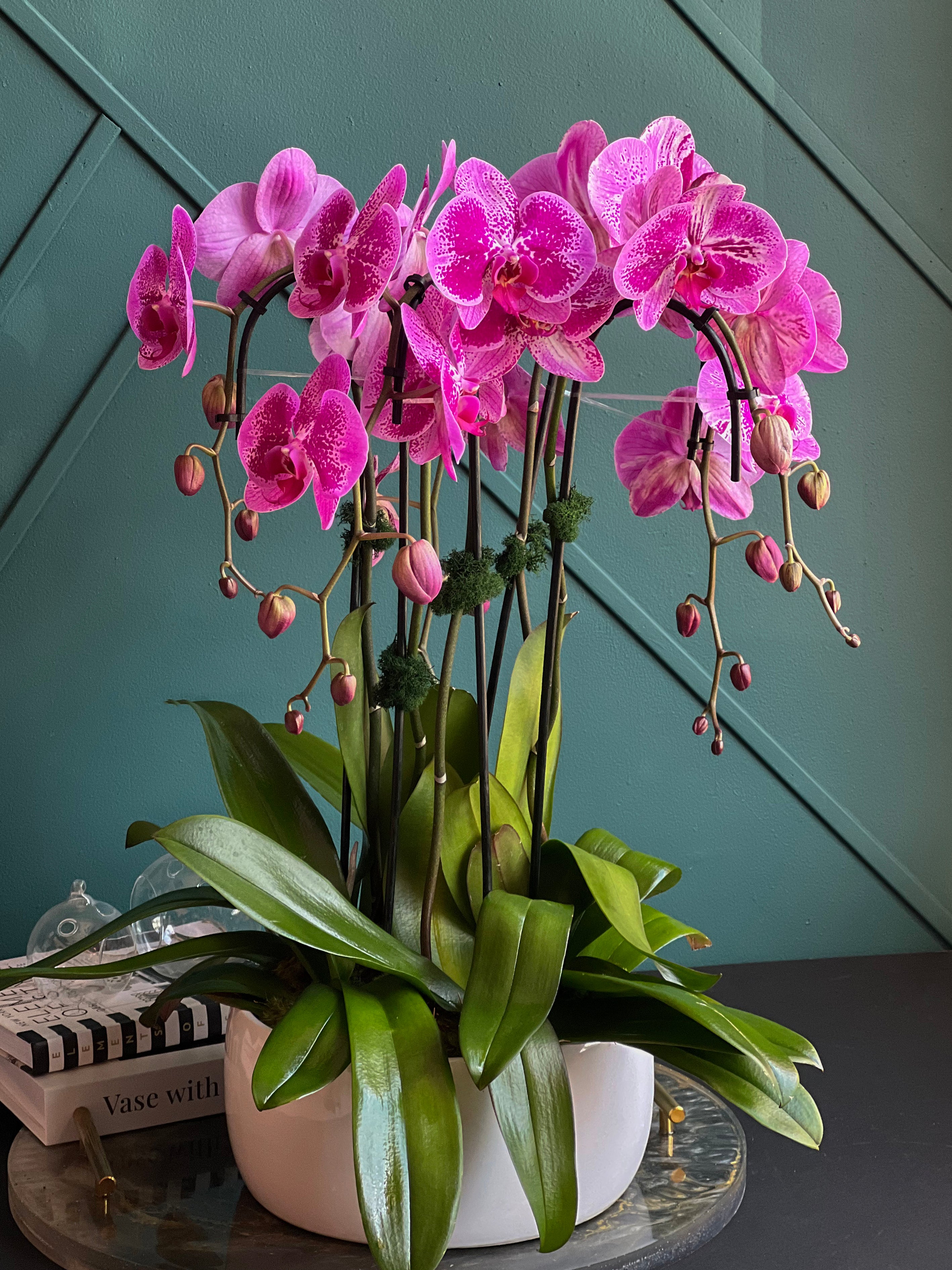 Live pink Phalaenopsis orchids in modern ceramic planter