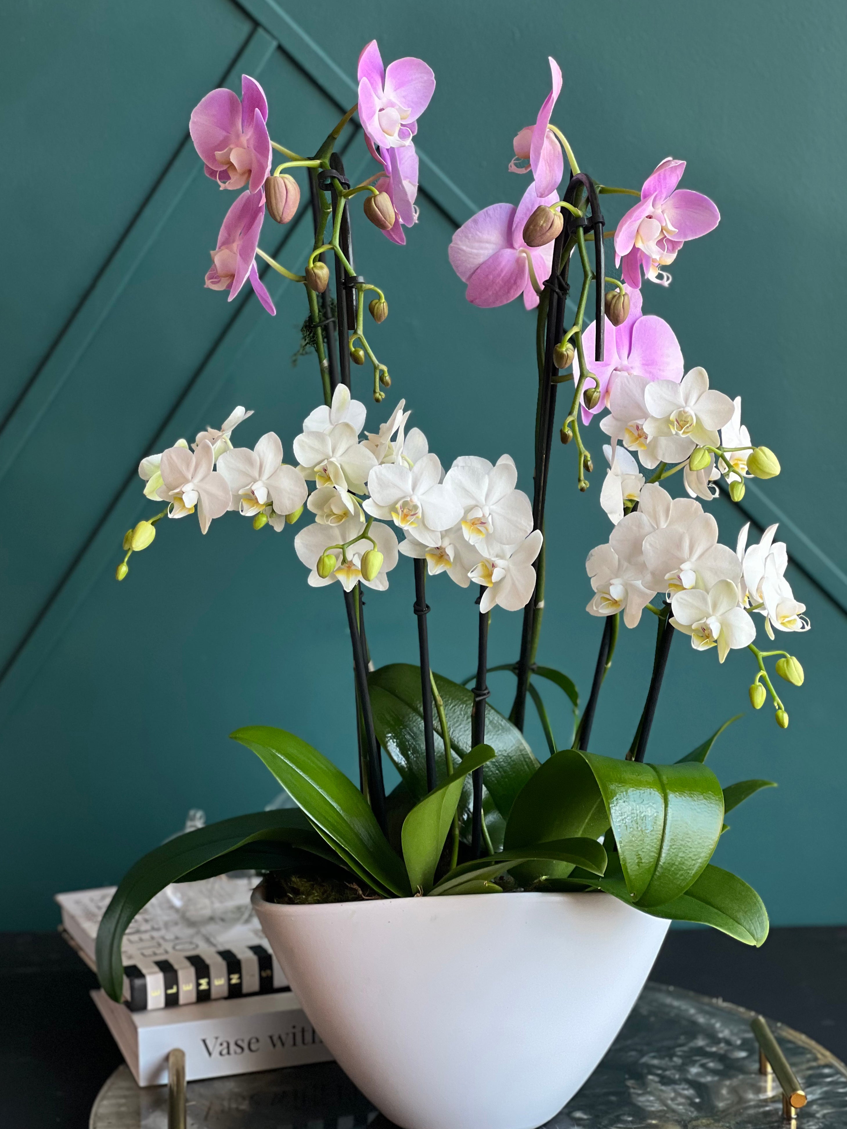 Live pink and white orchids arranged in modern white ceramic planter
