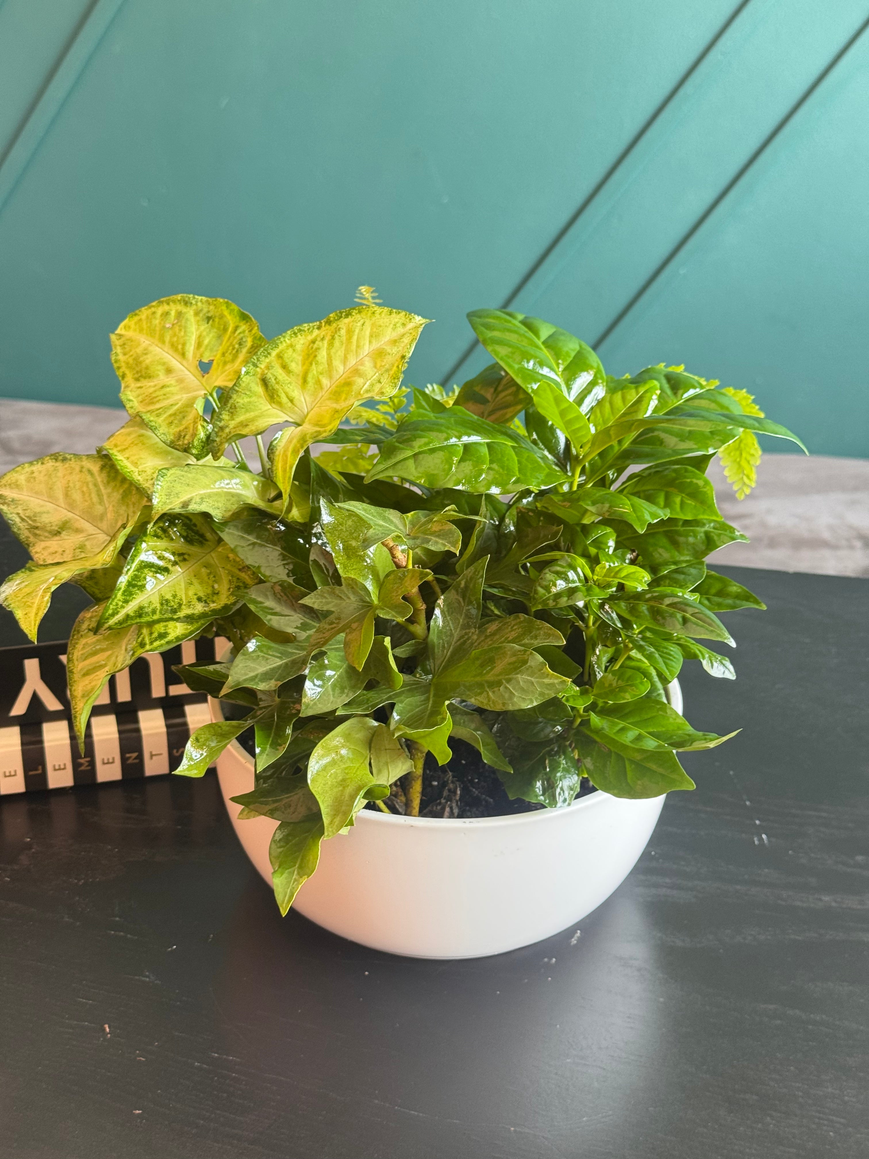 Live plant arrangement with Syngonium ivy and tropical foliage