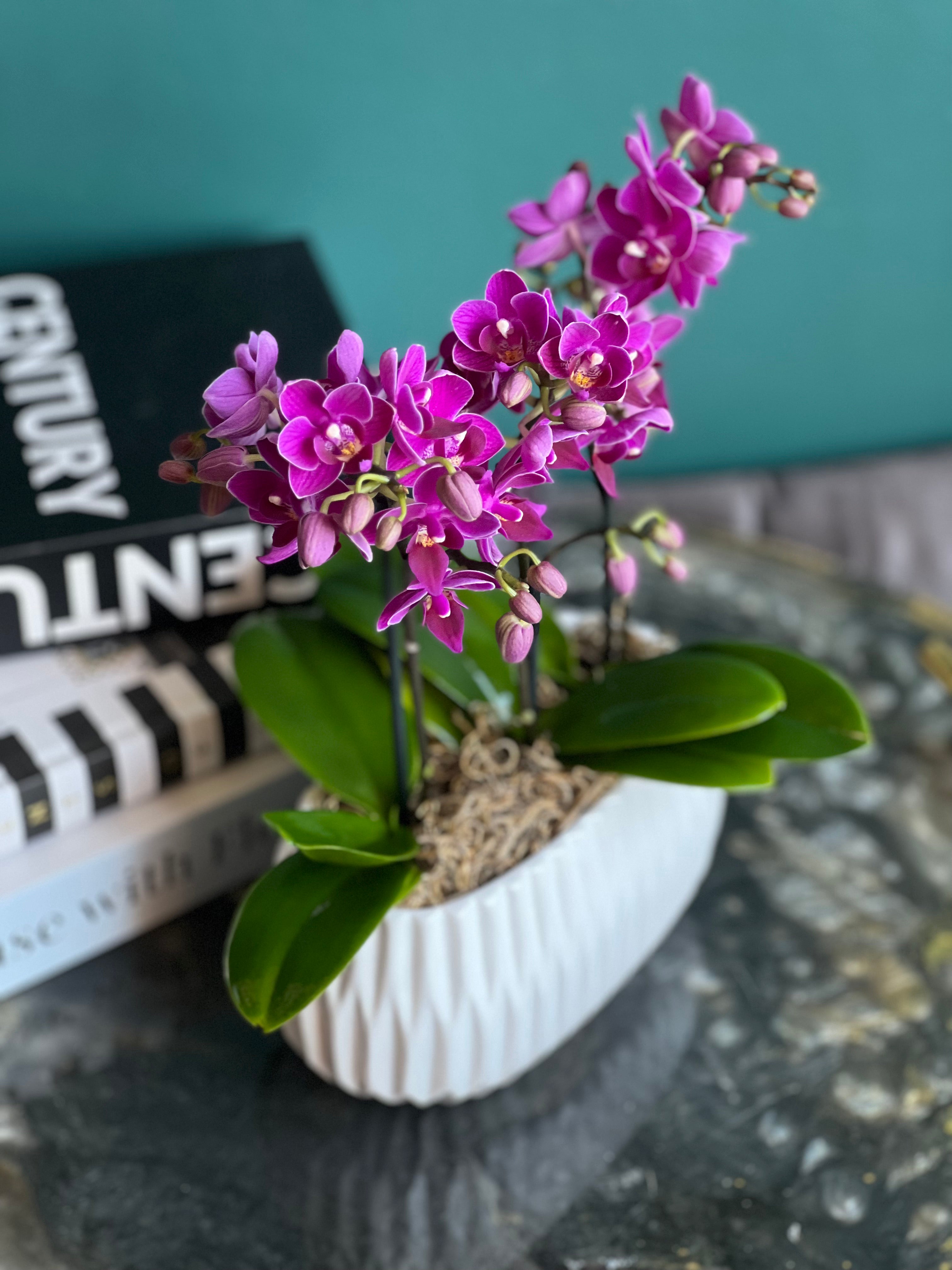 Live purple orchid plant arranged in a modern ribbed cement pot.
