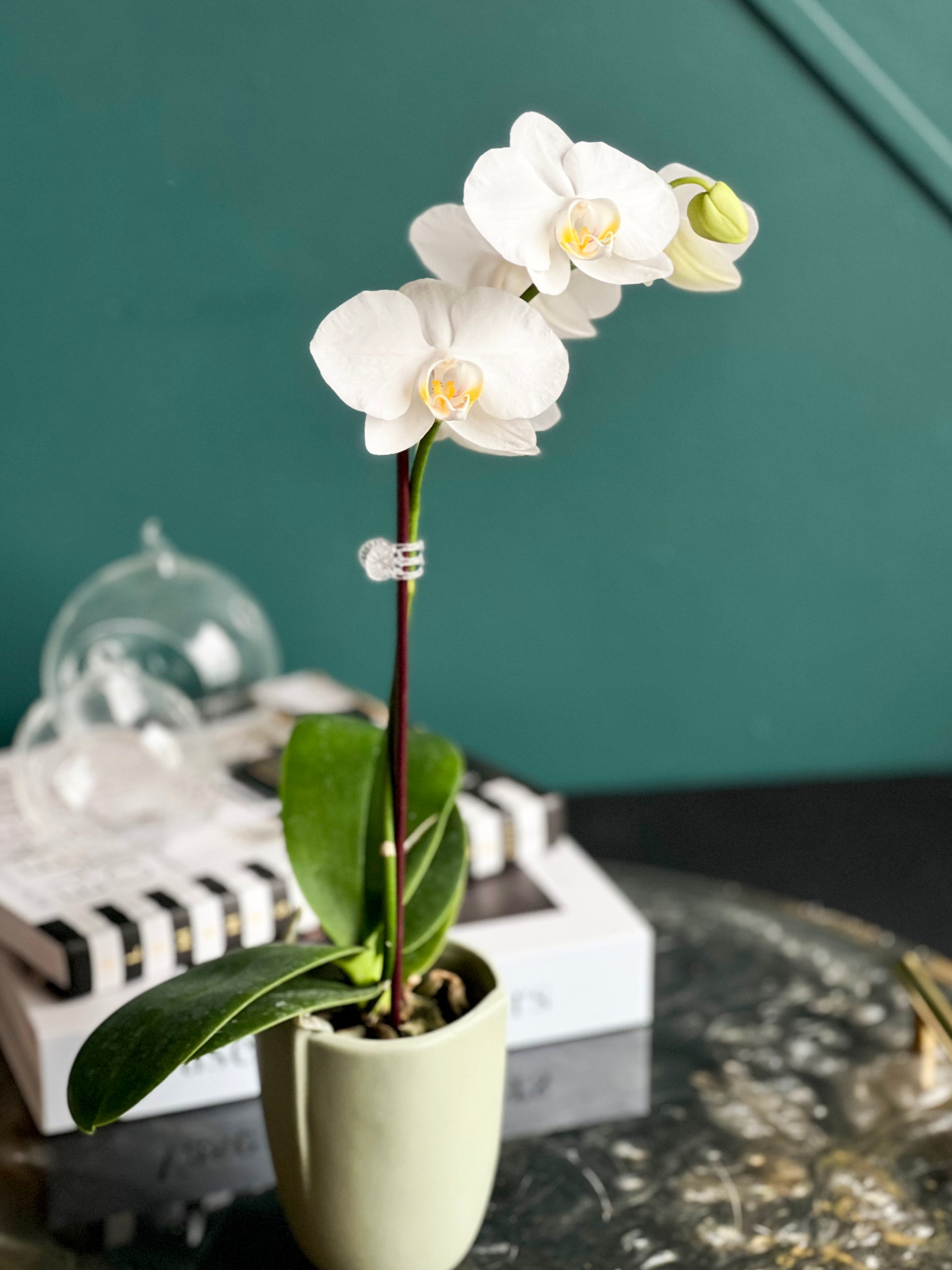 Live white mini orchid for home décor