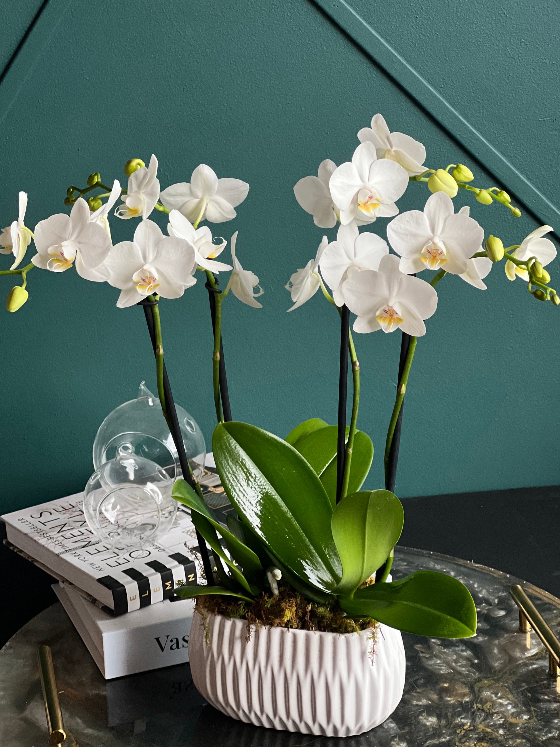 Live white mini orchids for Miami delivery