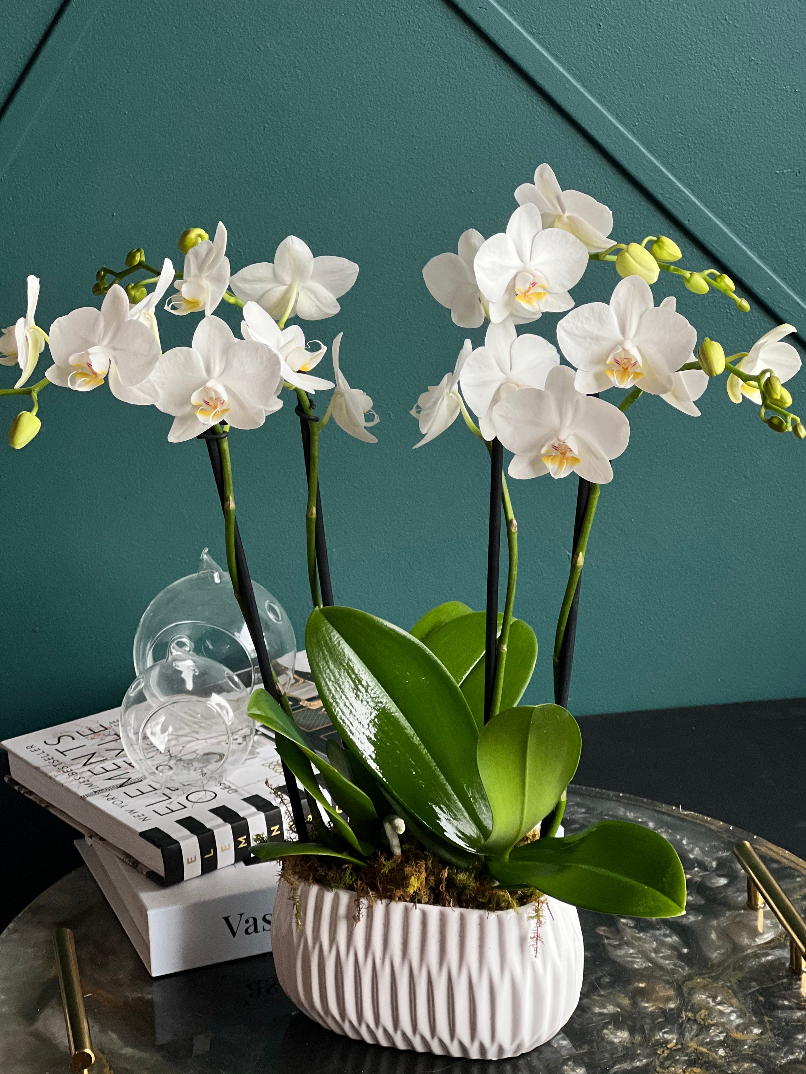 Live white mini orchids for Miami delivery