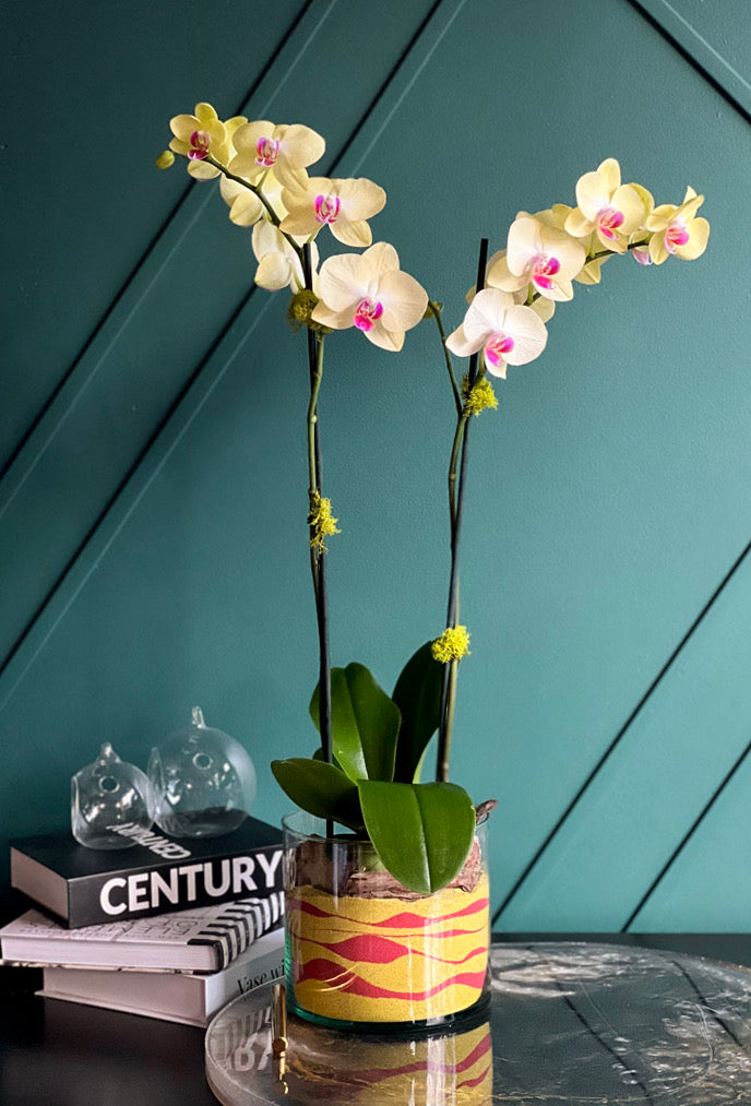 Live yellow orchid arrangement in modern glass planter by Luxury Flowers Miami