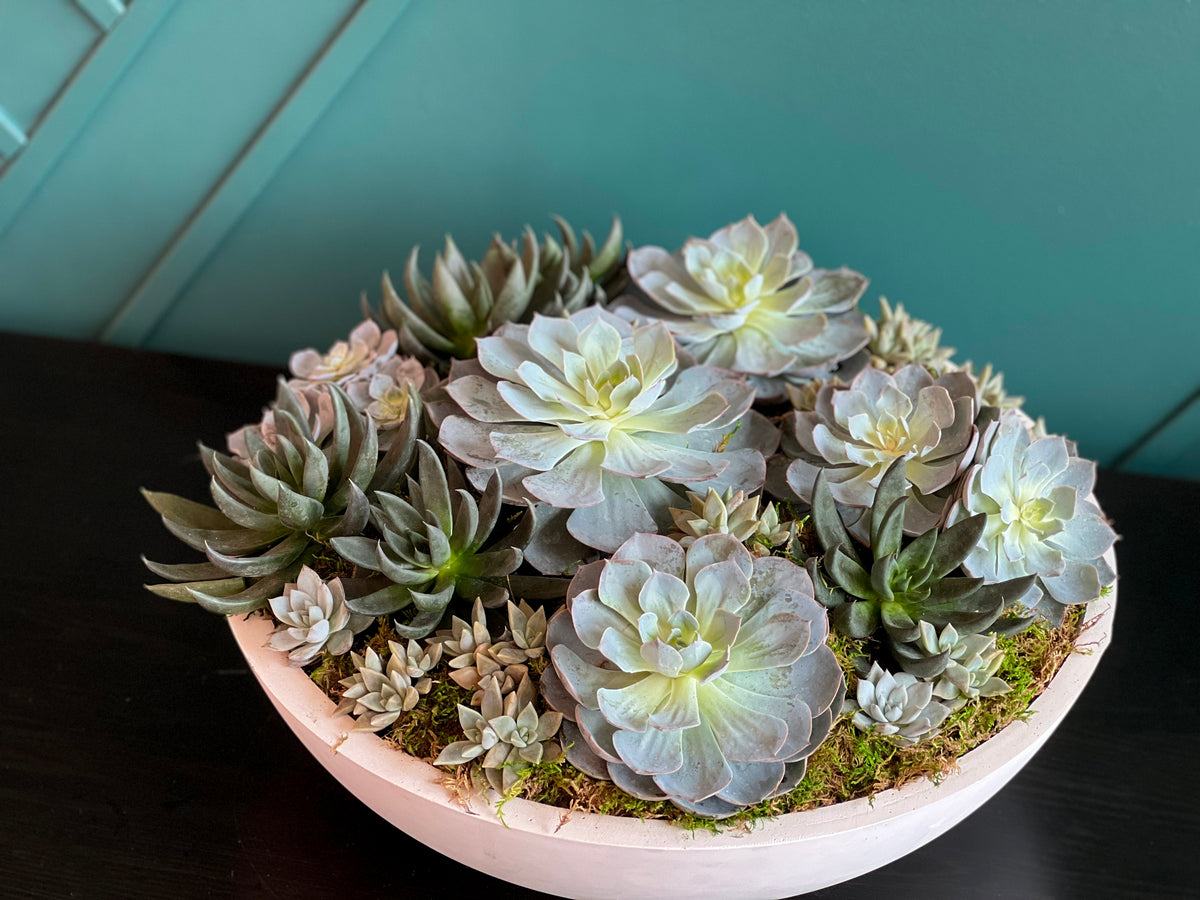 Living succulent garden in round concrete-style vase