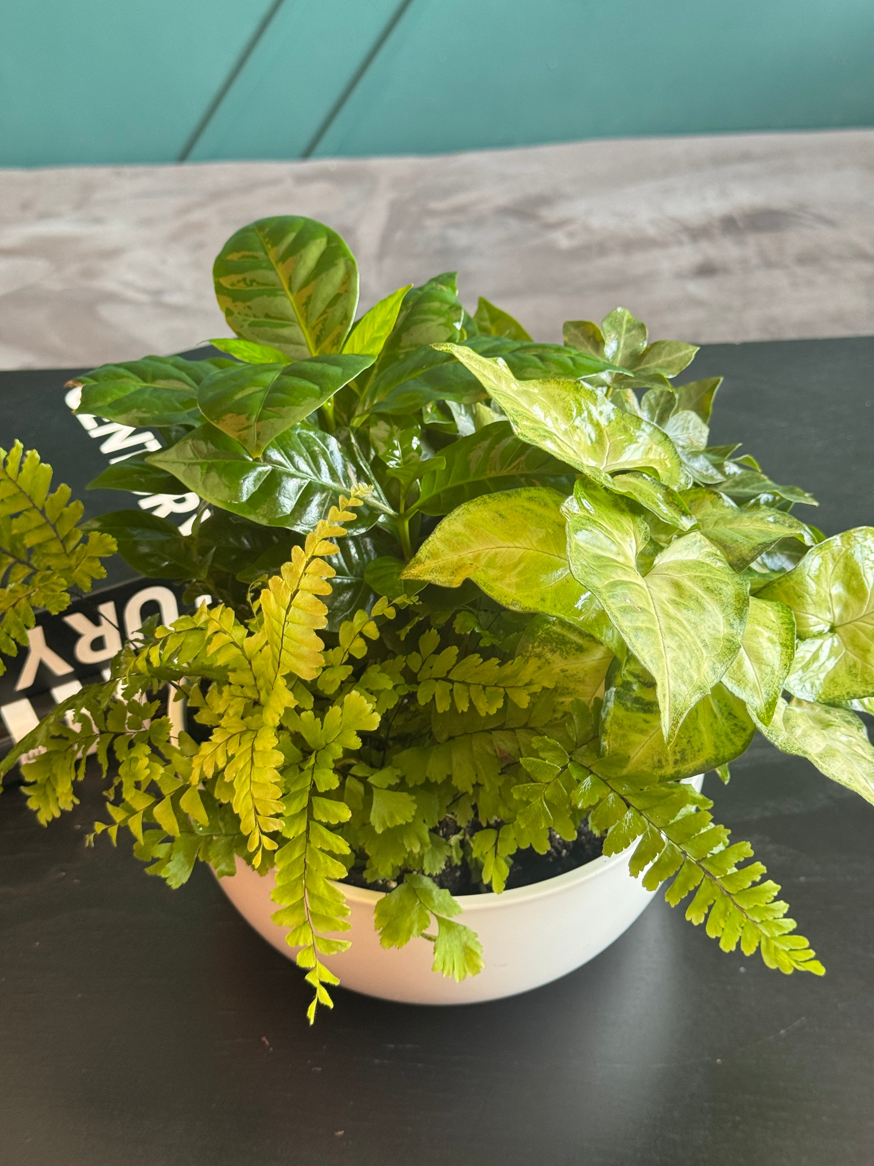 Lush tabletop dish garden with mixed green houseplants