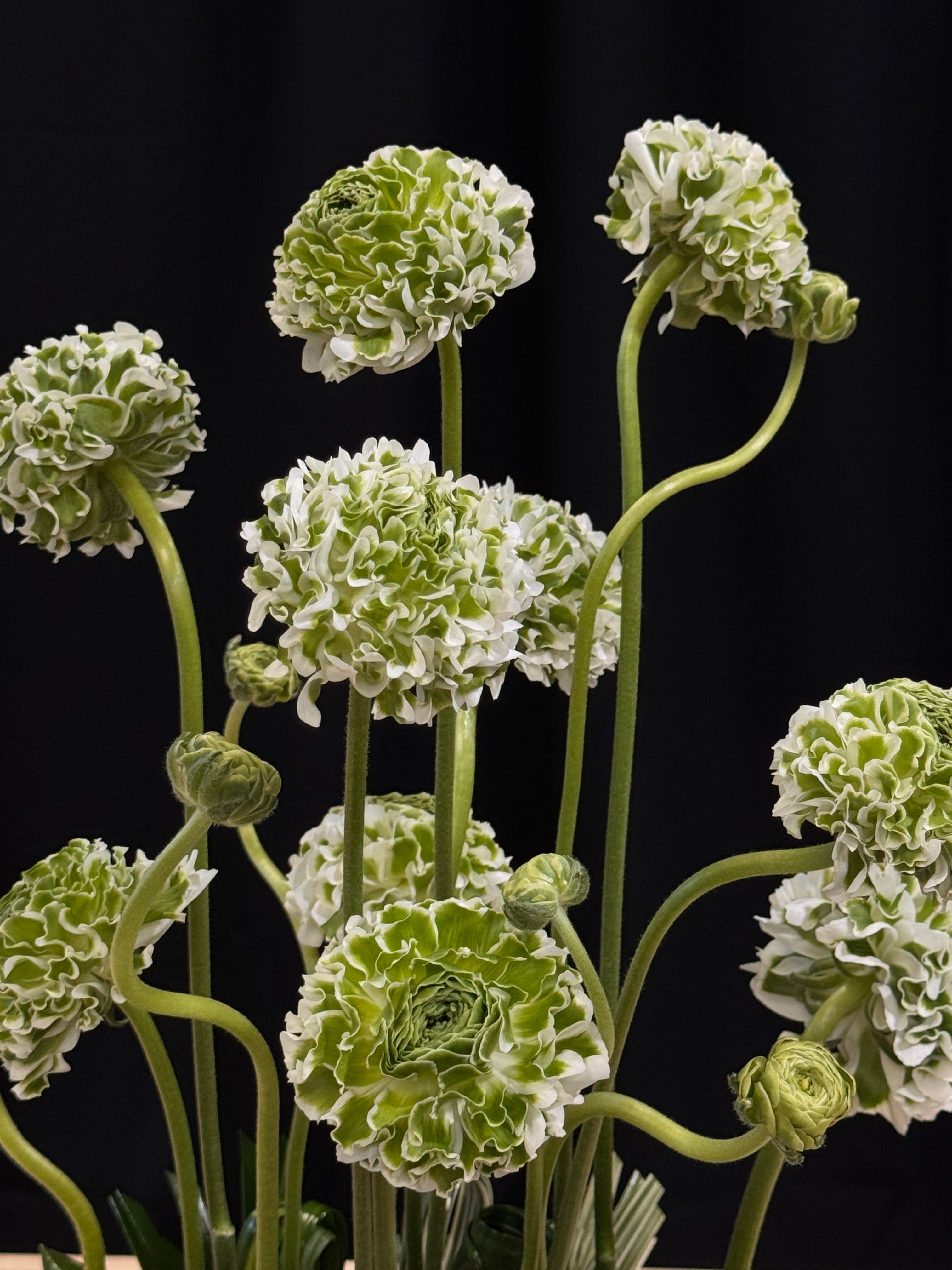 Luxury Flowers Miami premium ranunculus vase arrangement