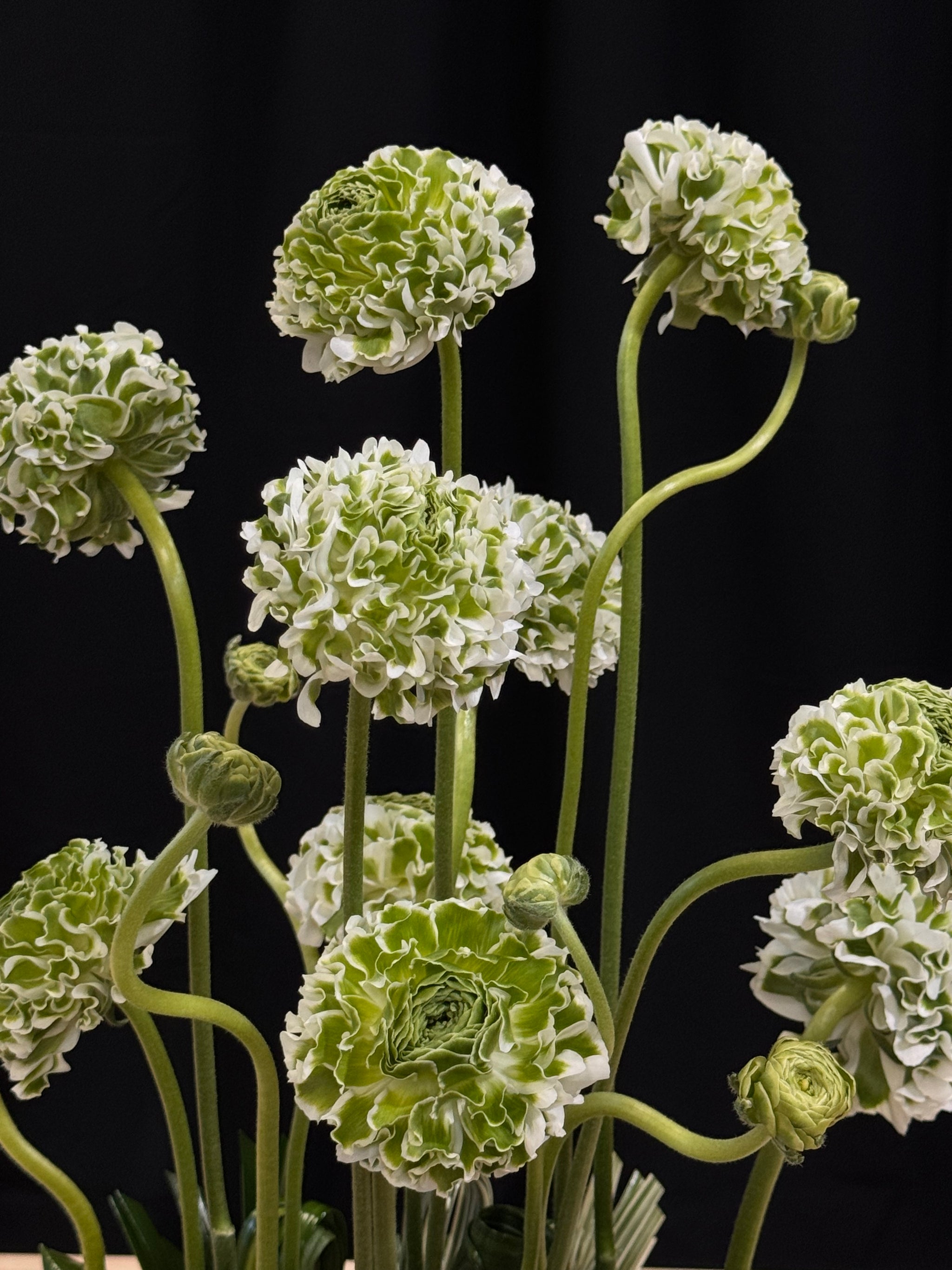 Luxury Flowers Miami premium ranunculus vase arrangement