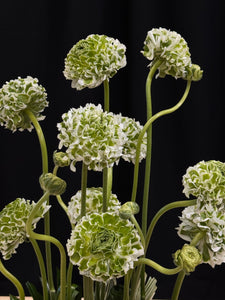 Luxury Flowers Miami premium ranunculus vase arrangement