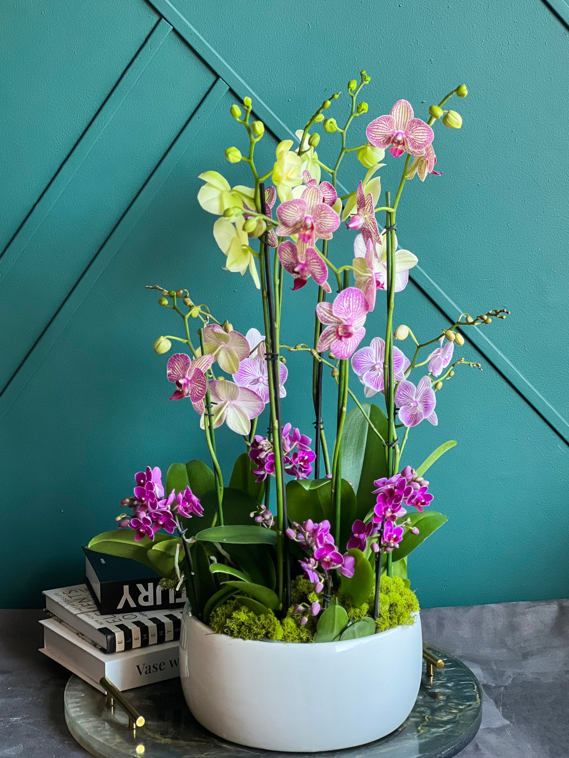 Luxury Orchid Garden – 4 Large, 2 Mid-Size & 4 Mini Live Phalaenopsis Orchids