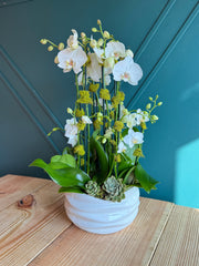 Luxury White Orchid Garden with 8 live Phalaenopsis orchids