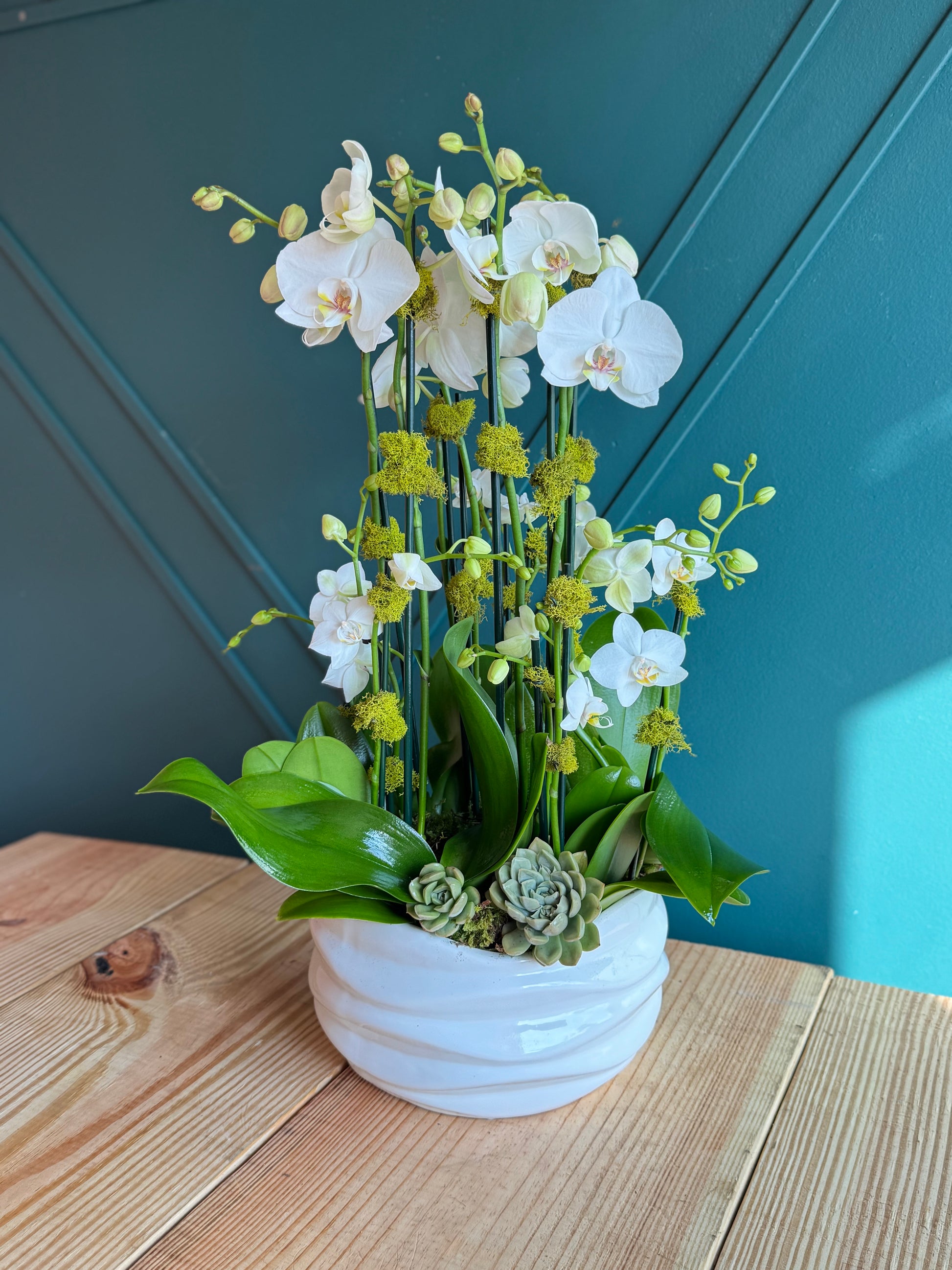 Luxury White Orchid Garden with 8 live Phalaenopsis orchids