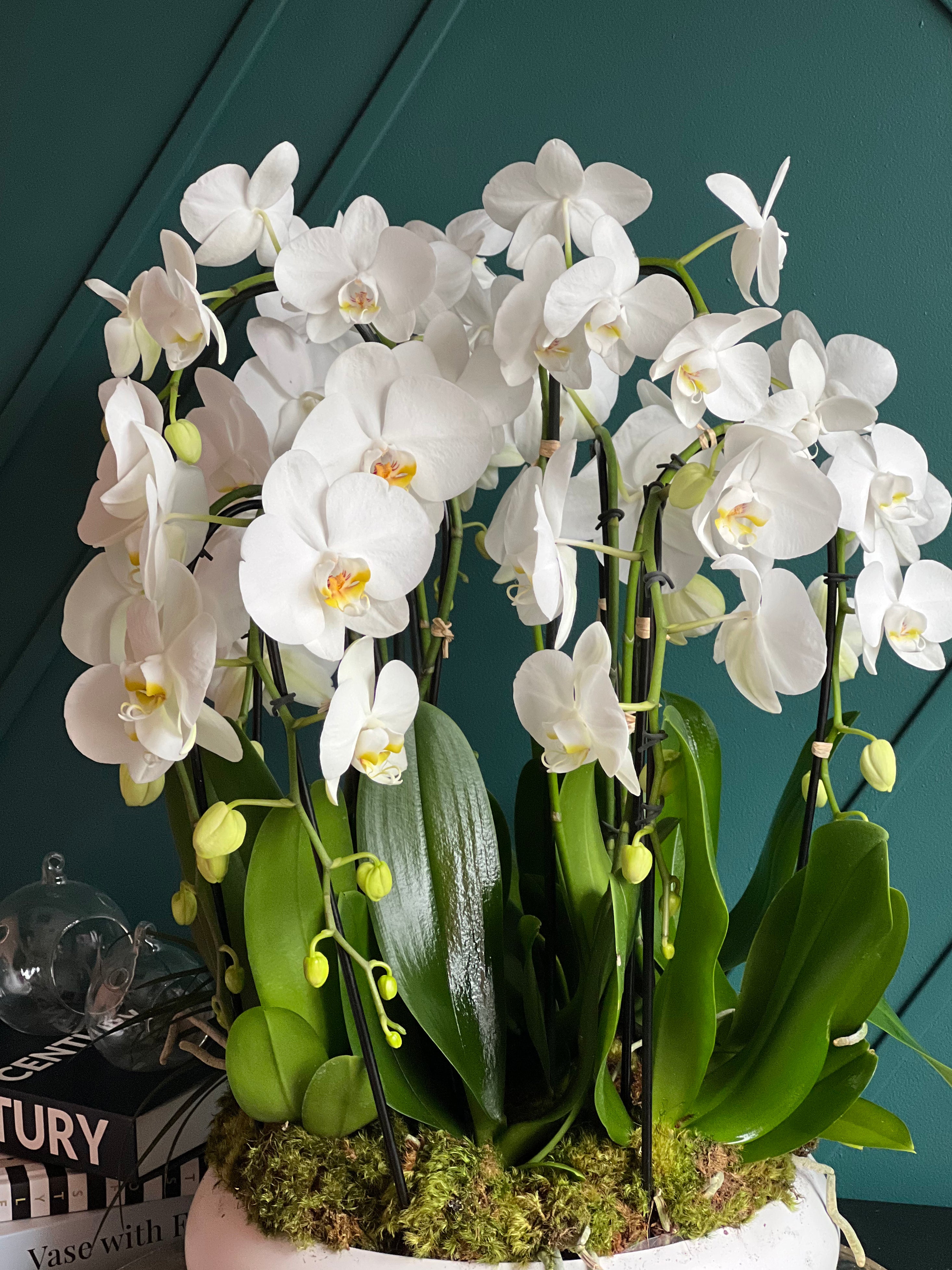 Luxury White Phalaenopsis orchids in modern ceramic vase