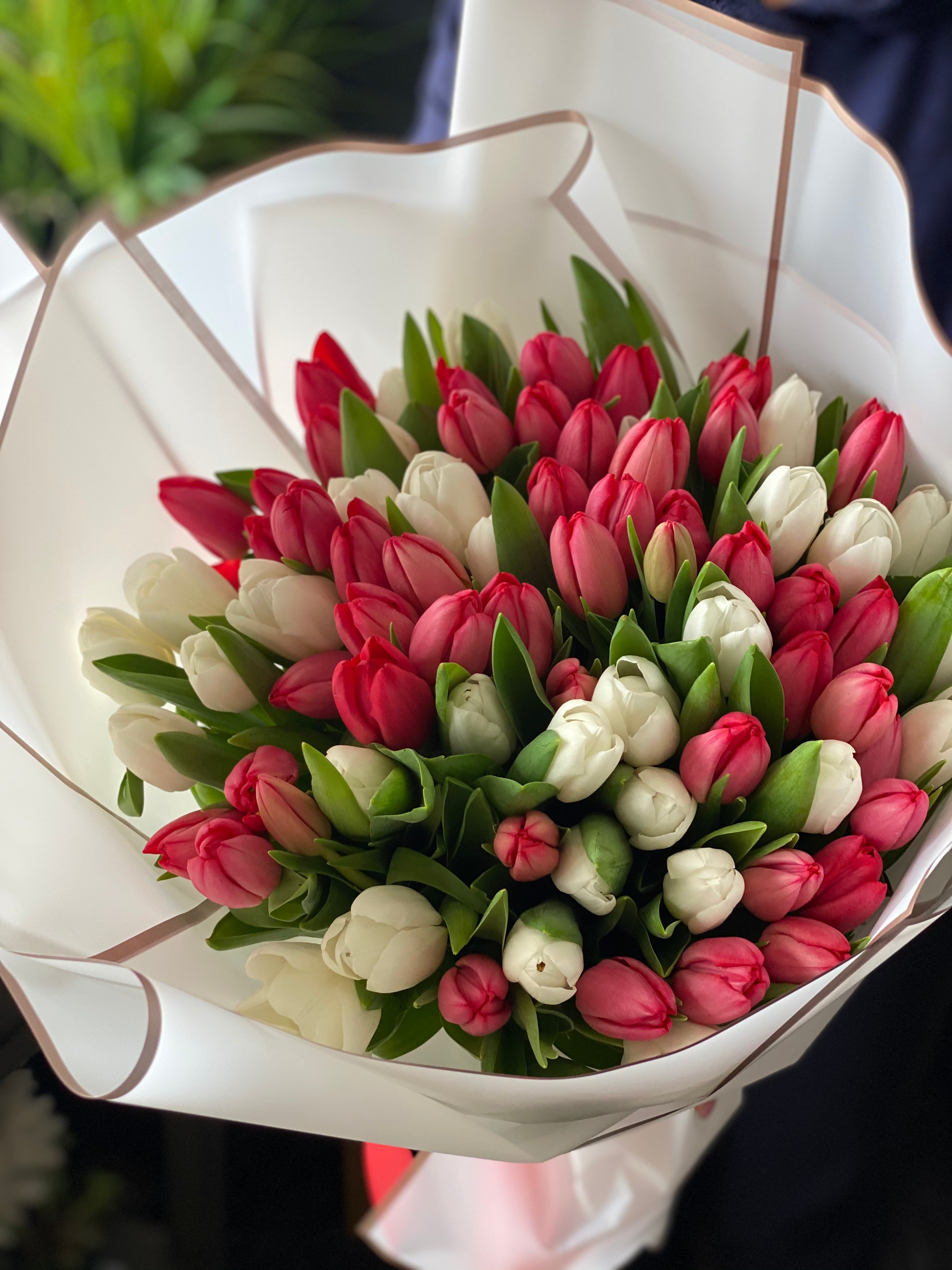 Luxury bouquet of 75 red and white tulips