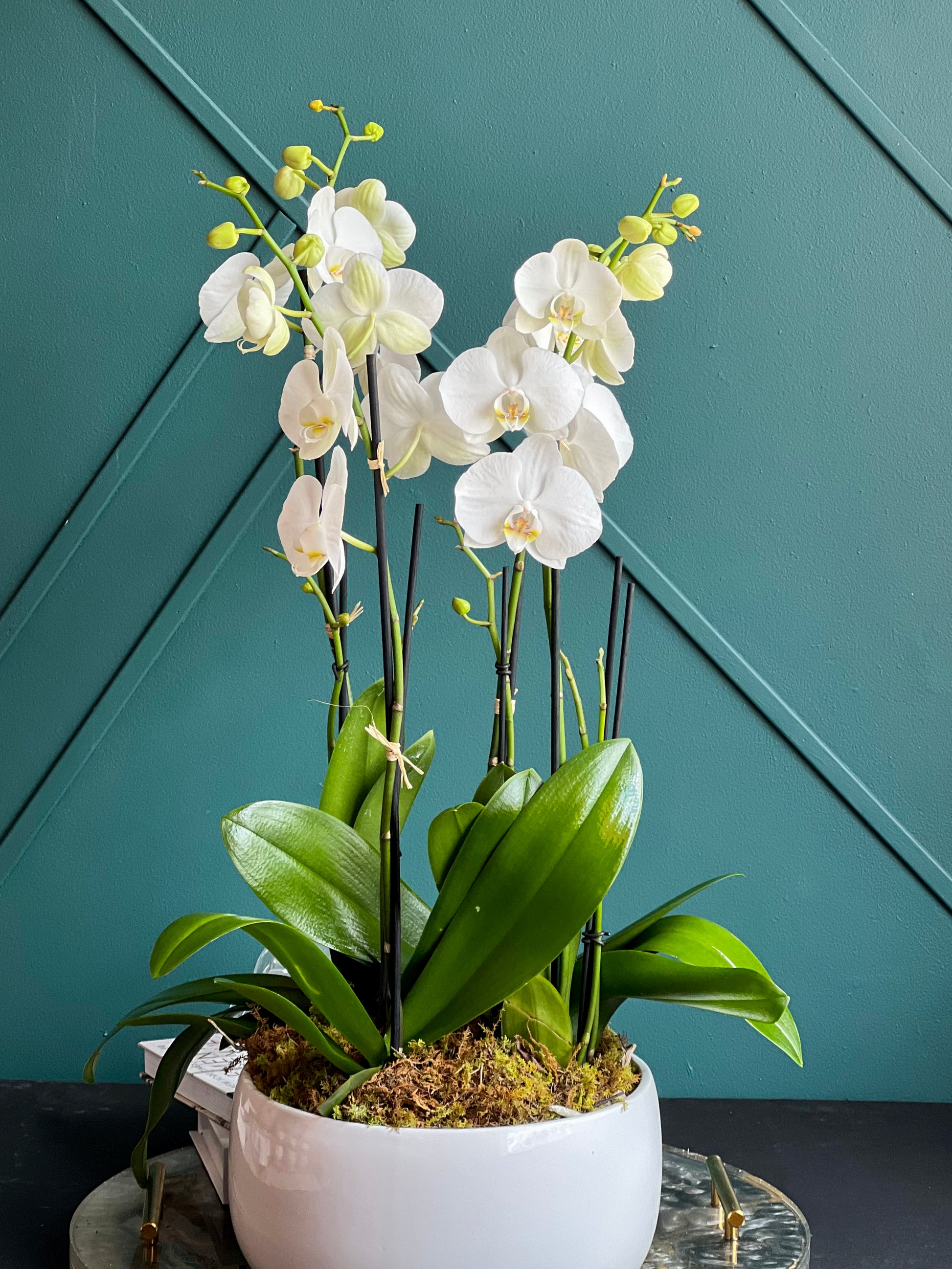 Luxury indoor White Phalaenopsis orchid centerpiece