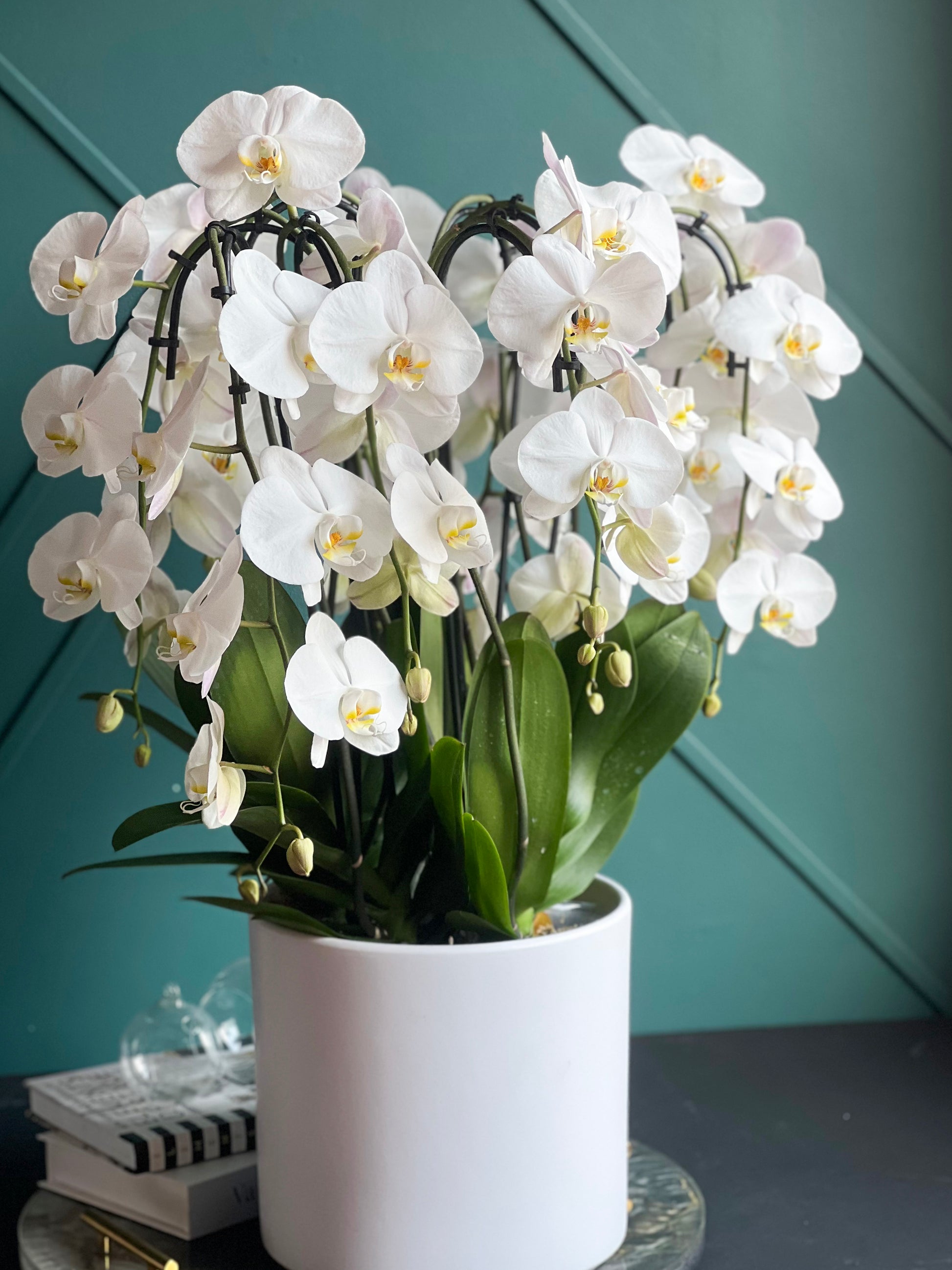 Luxury live white orchid arrangement in modern white ceramic pot