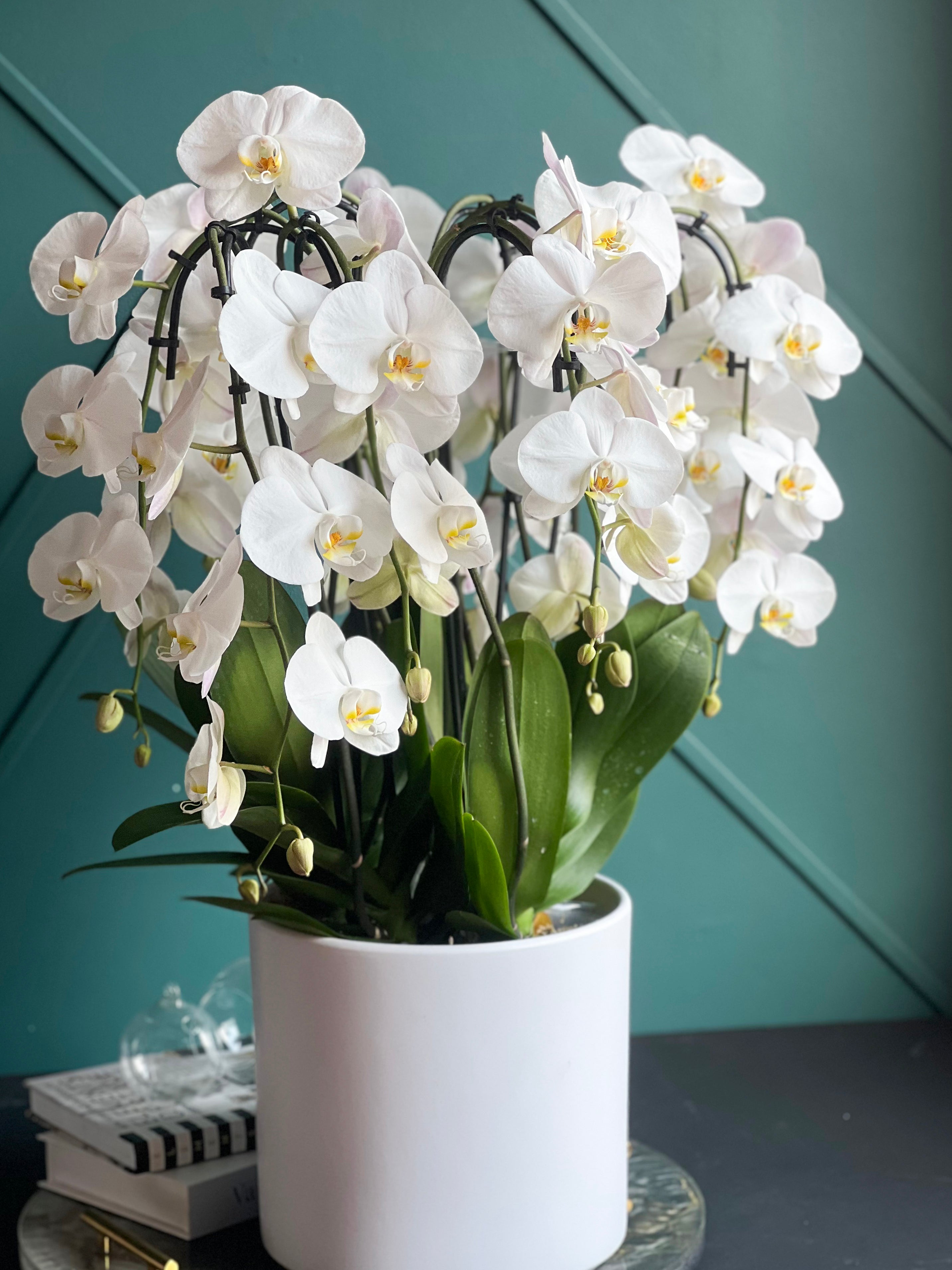 Luxury live white orchid arrangement in modern white ceramic pot