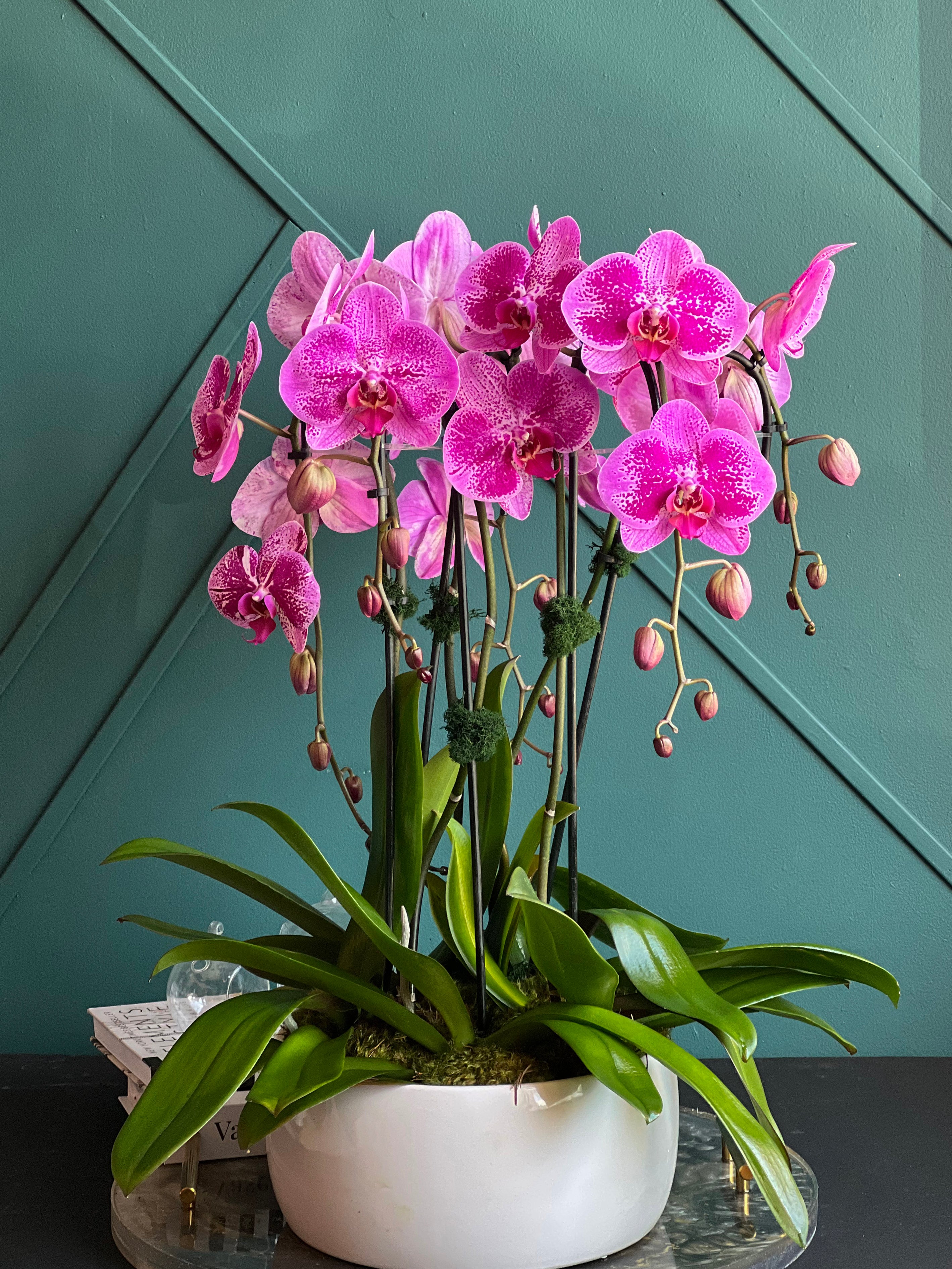 Luxury living pink orchids for home and office