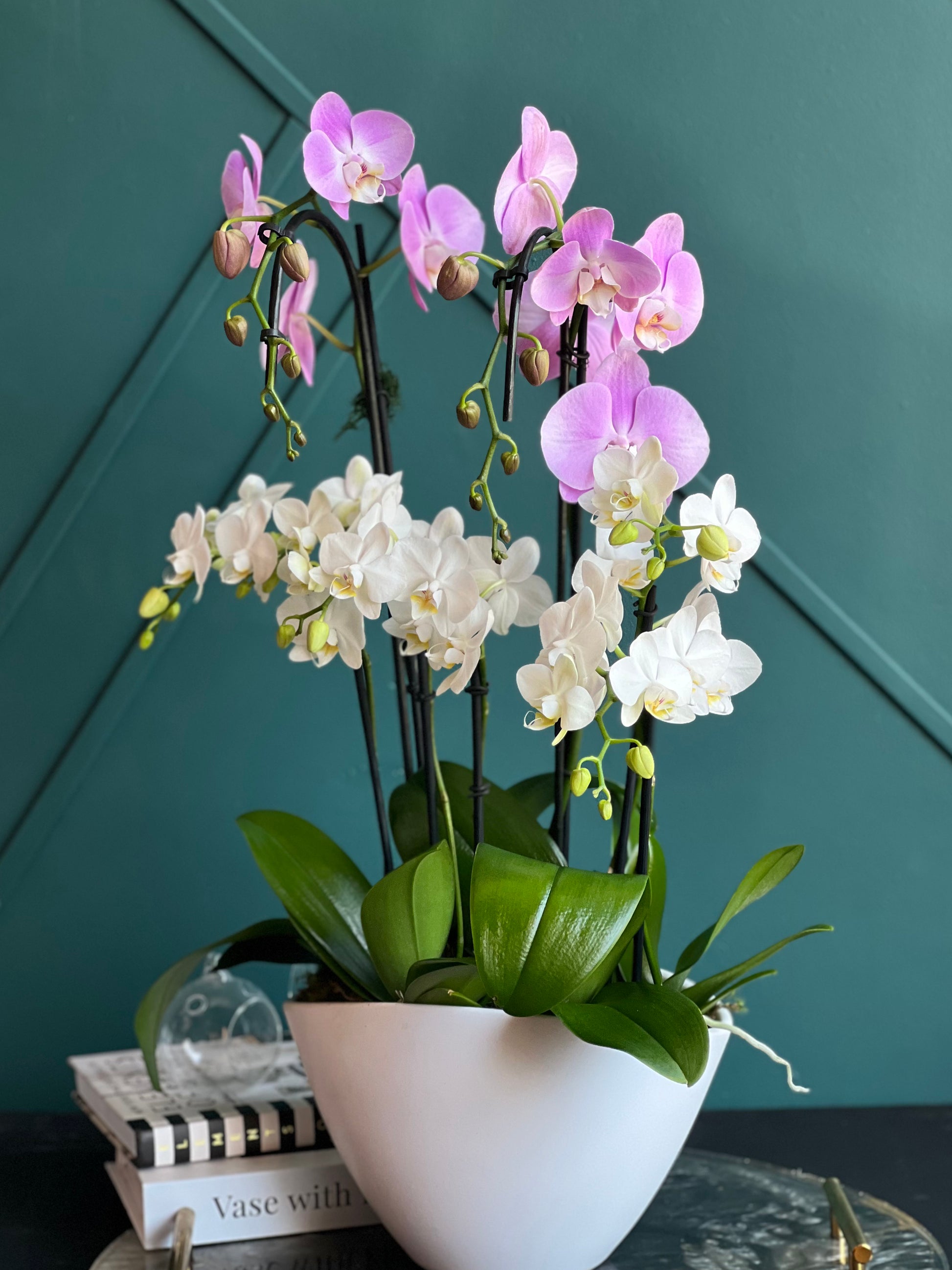 Luxury mixed Phalaenopsis orchid garden with two large and four mini orchids