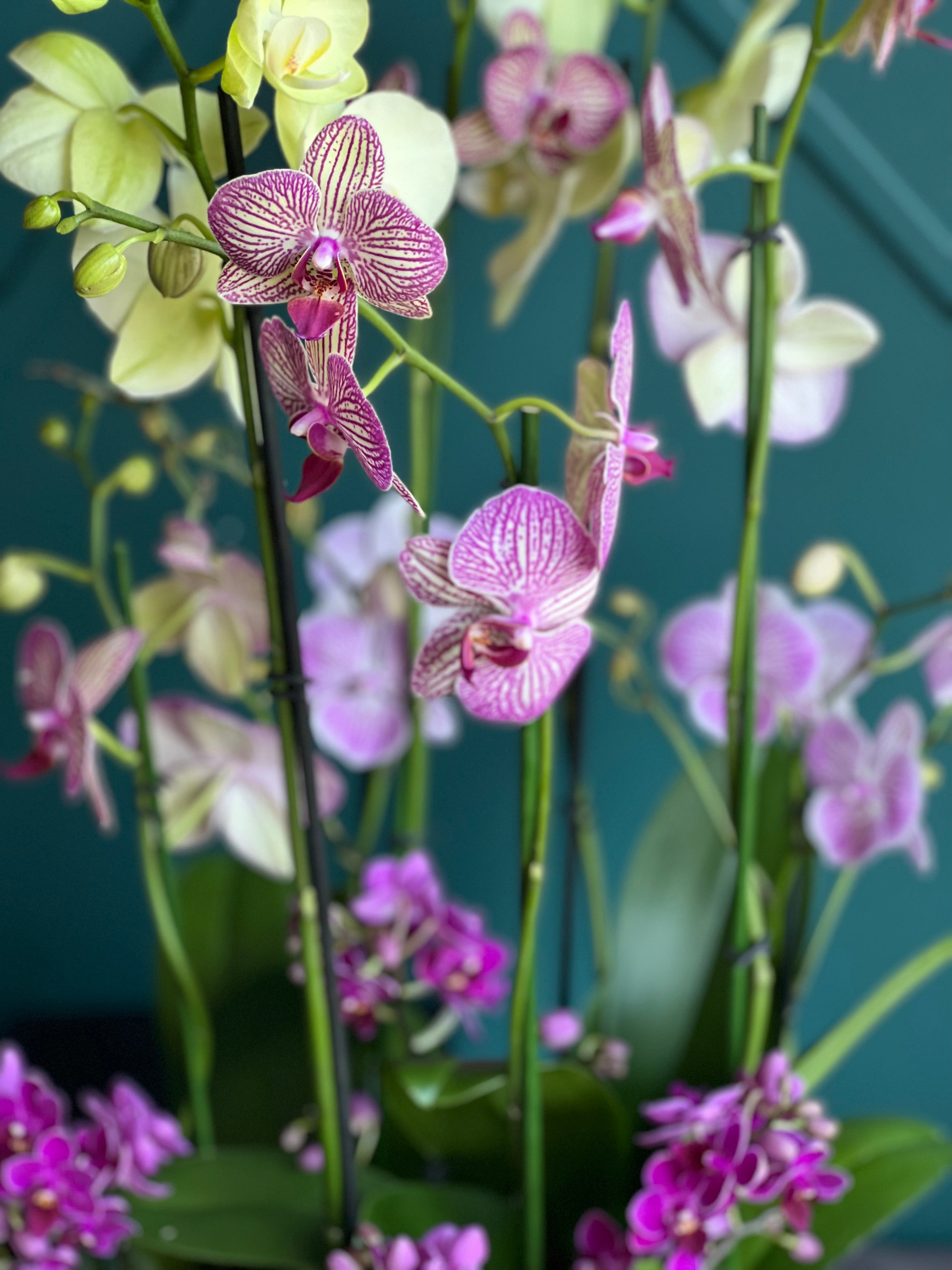 Luxury mixed orchid display for hotels, offices and upscale interiors