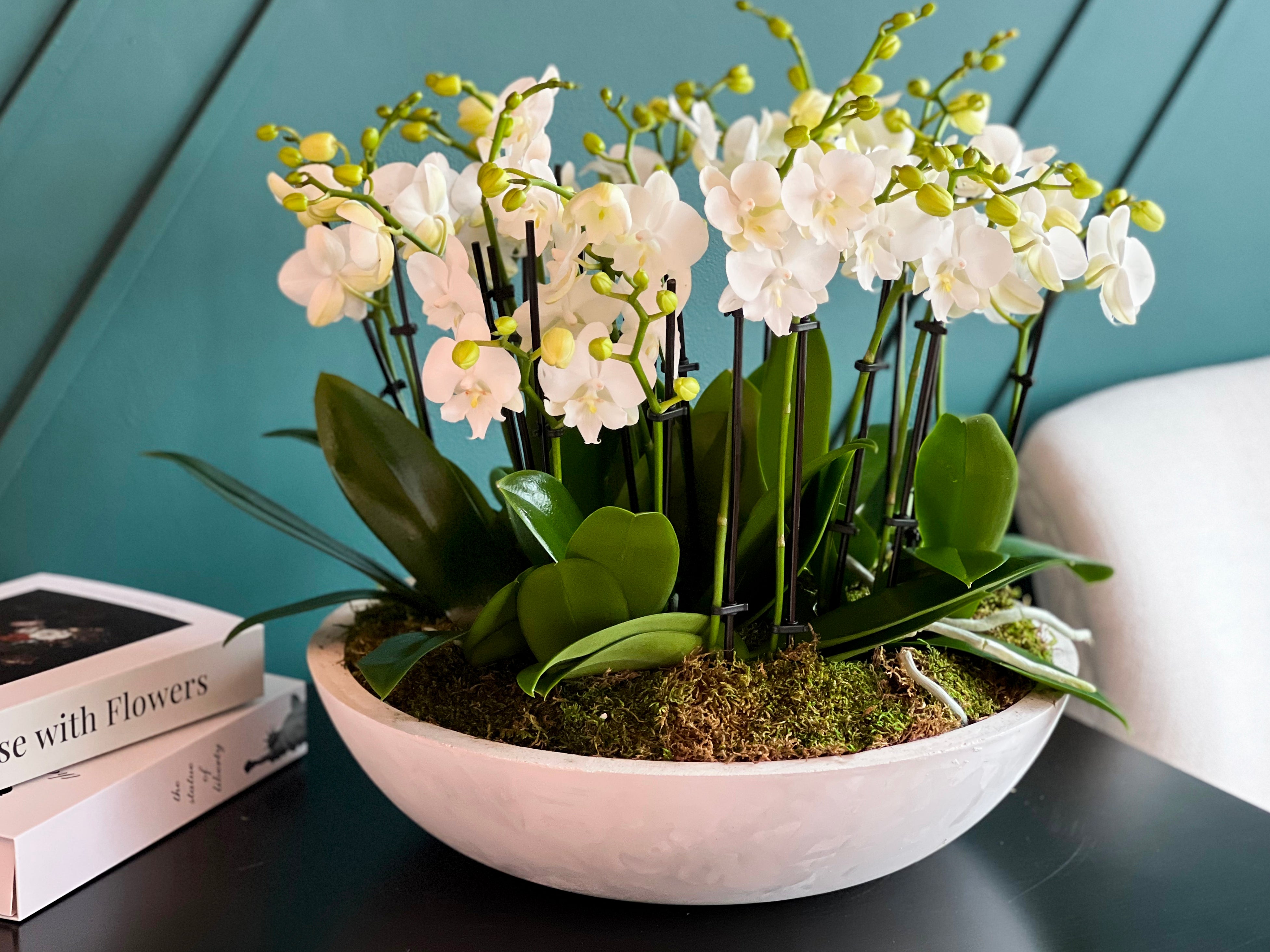 Luxury orchid arrangement for home and office décor