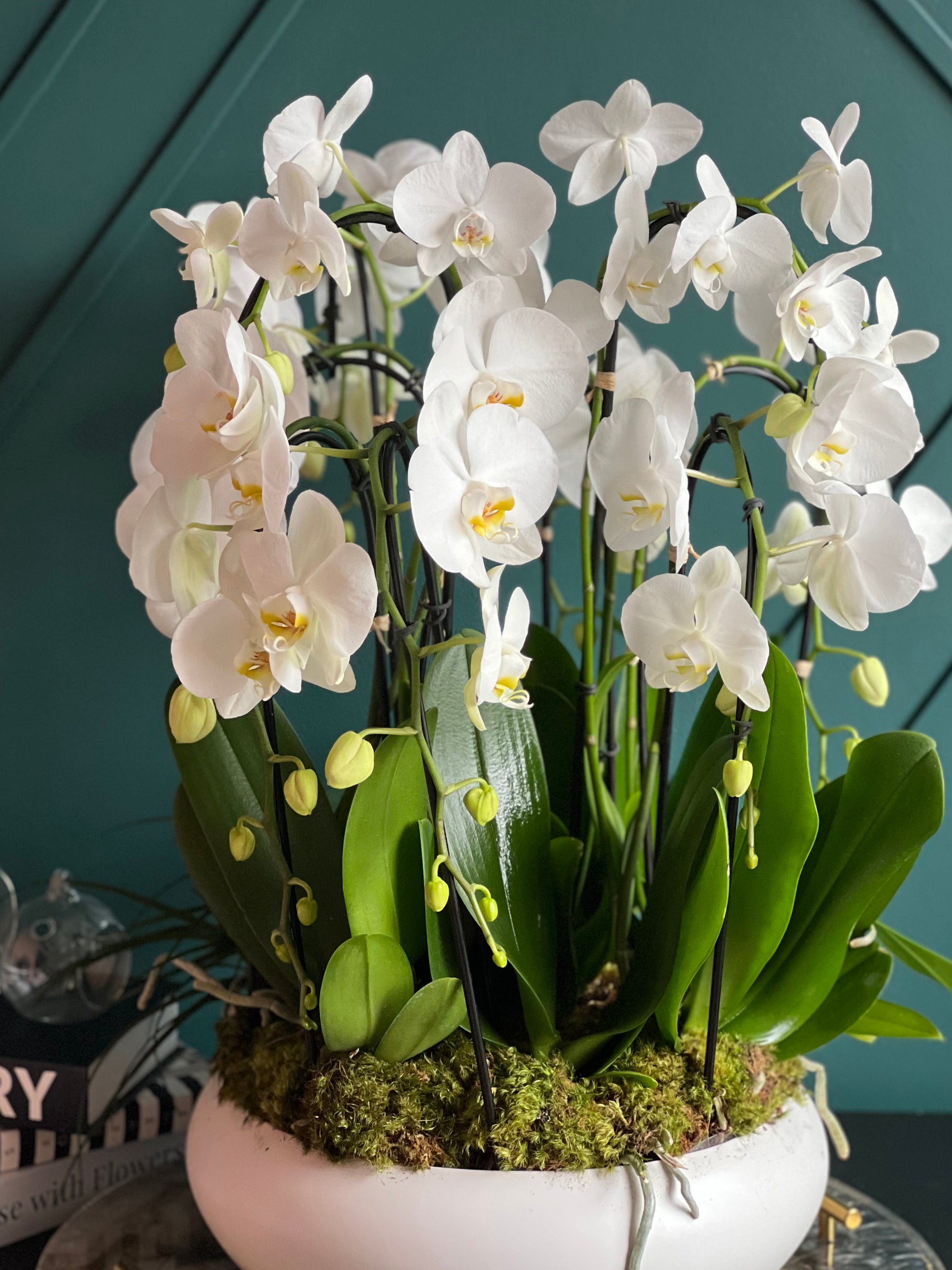 Luxury orchid arrangement with cascading white blooms
