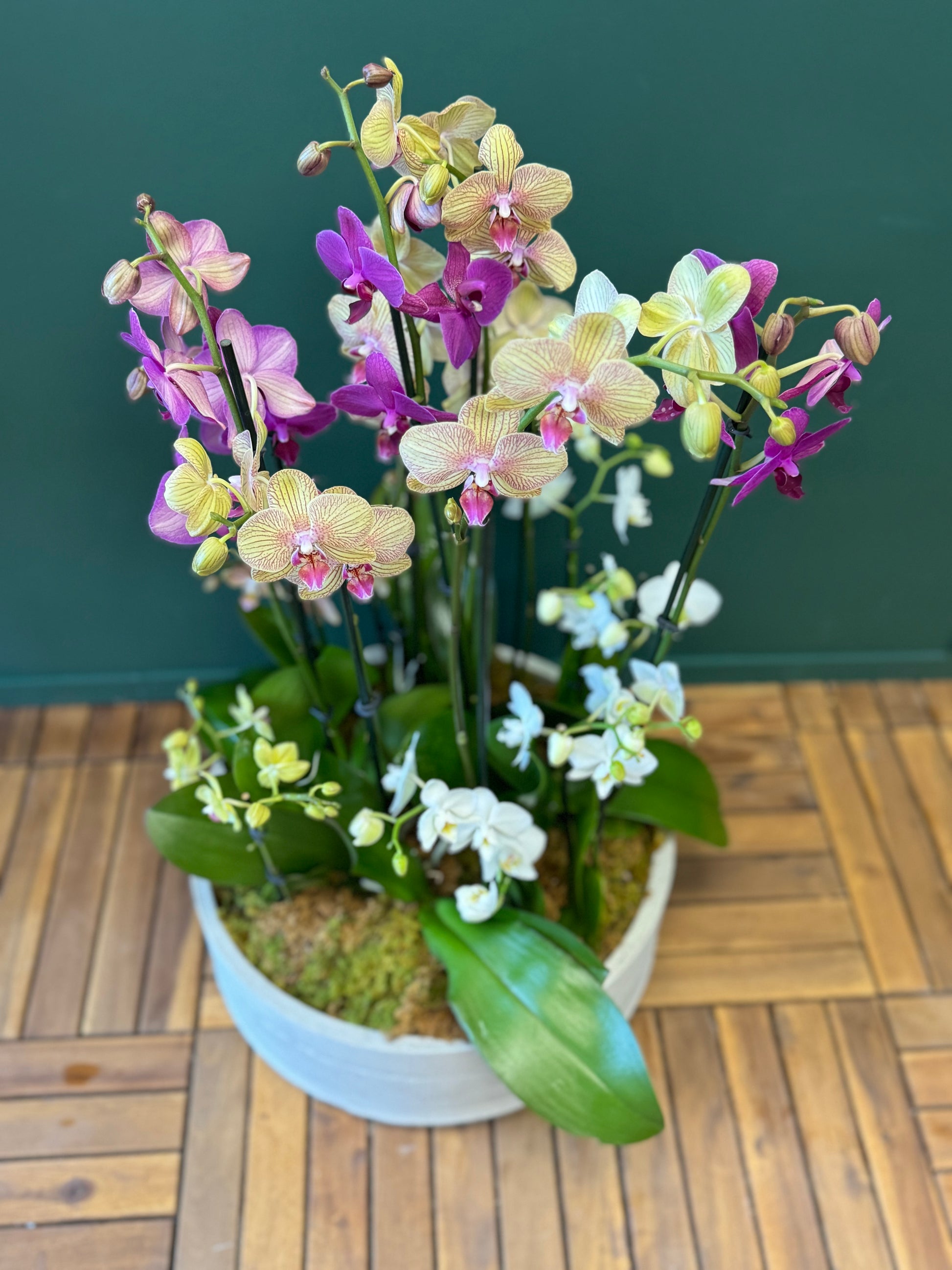 Luxury orchid arrangement with mixed-size Phalaenopsis blooms