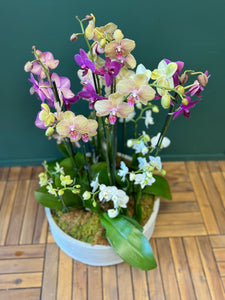 Luxury orchid arrangement with mixed-size Phalaenopsis blooms