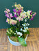 Luxury orchid arrangement with mixed-size Phalaenopsis blooms