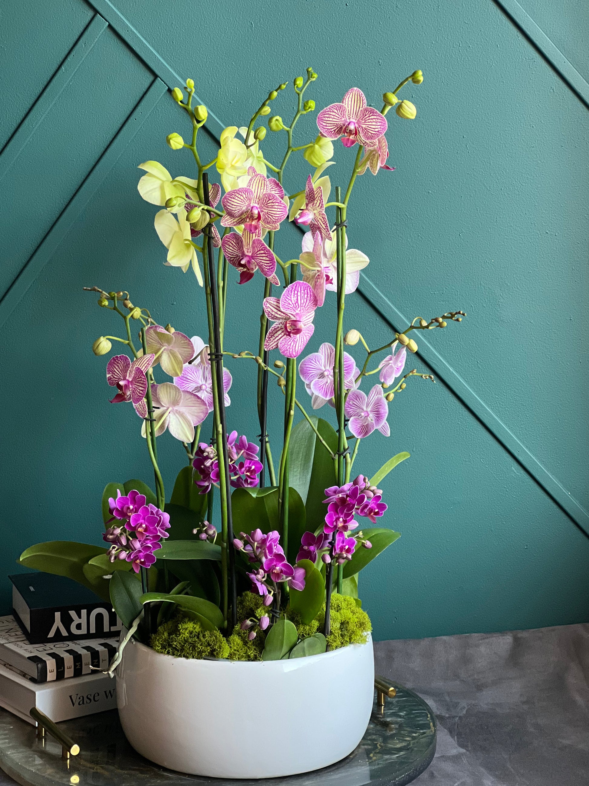 Luxury orchid arrangement with multiple blooming live orchids