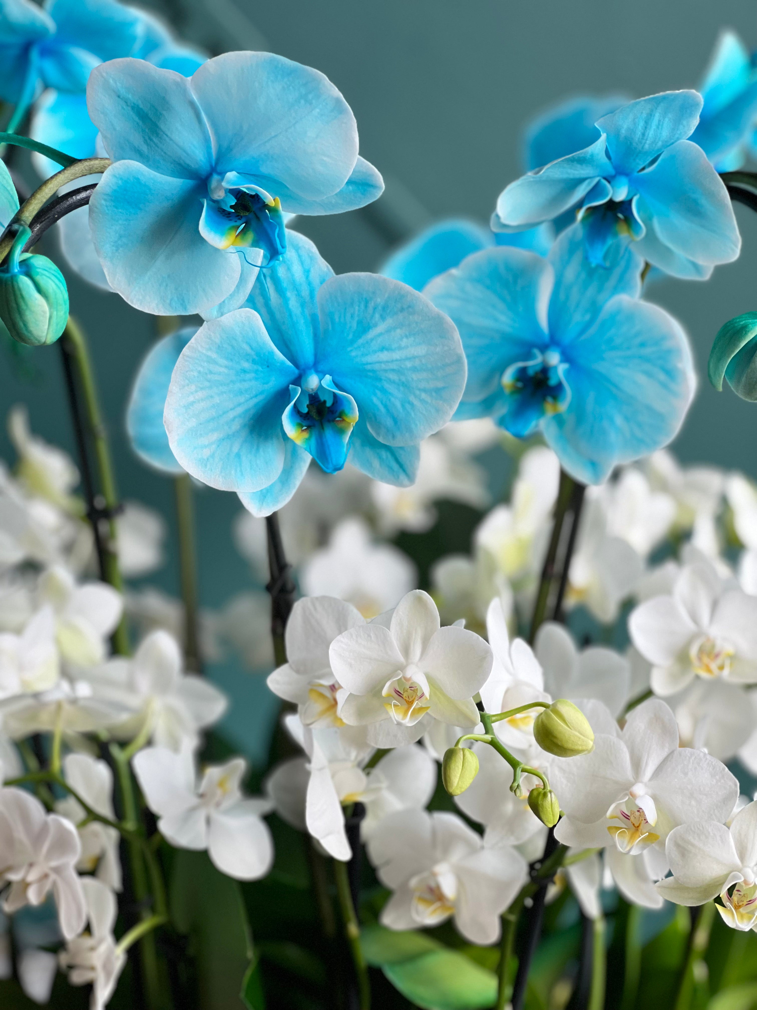 Luxury orchid centerpiece by Luxury Flowers Miami