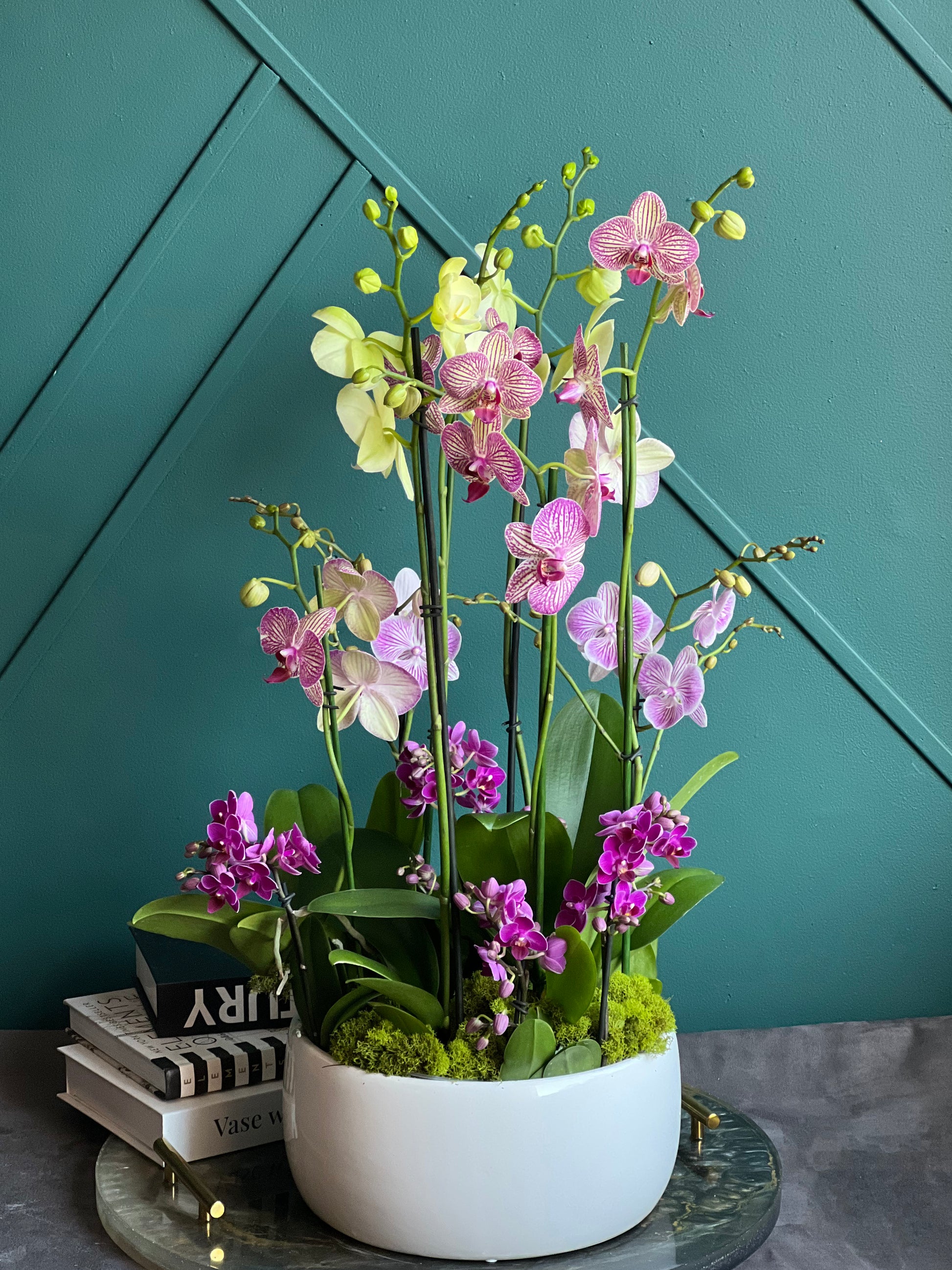 Luxury orchid garden with four large, two mid-size and four mini live Phalaenopsis orchids