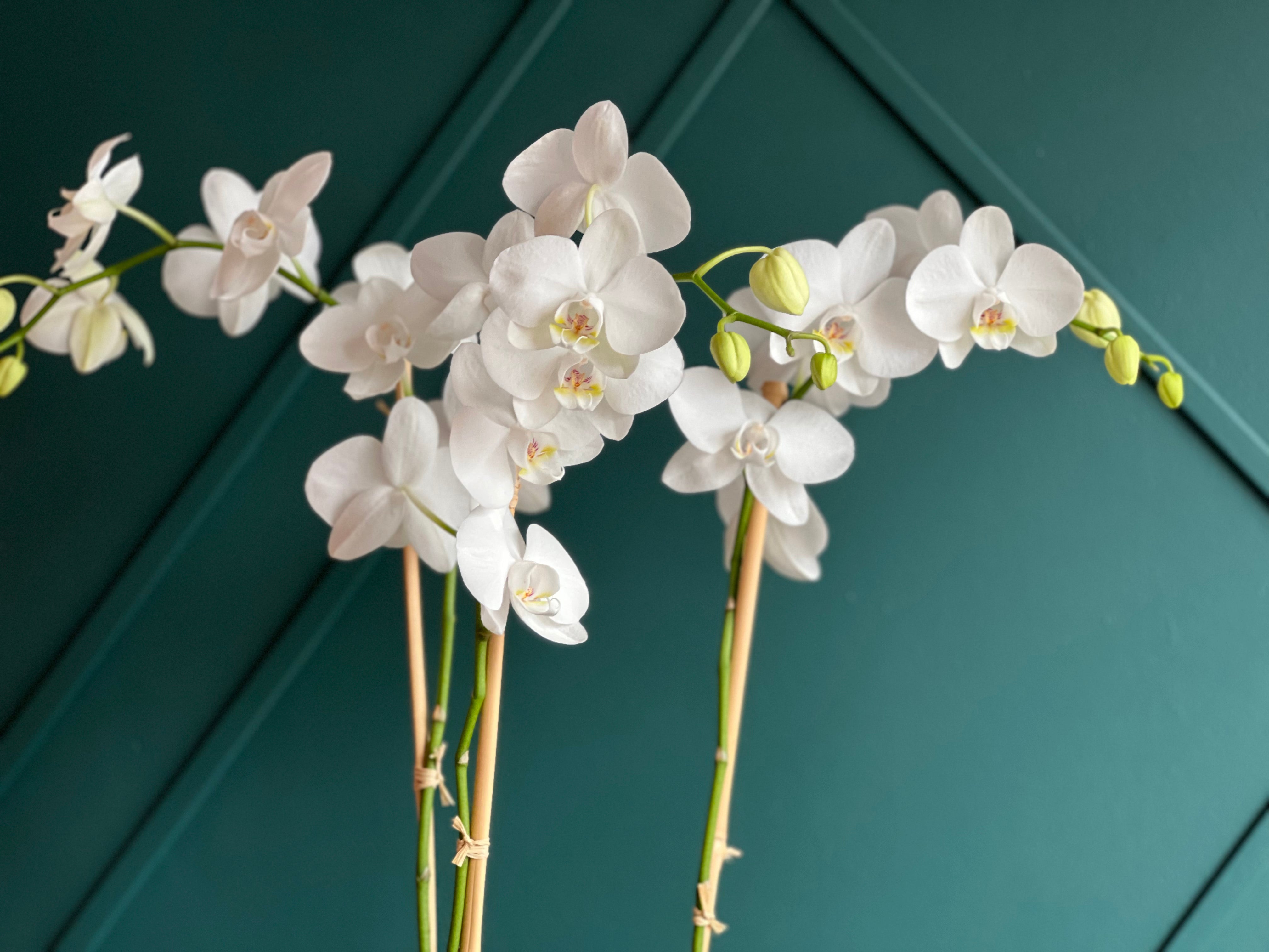 Luxury orchid gift delivered in Miami Beach and South Beach