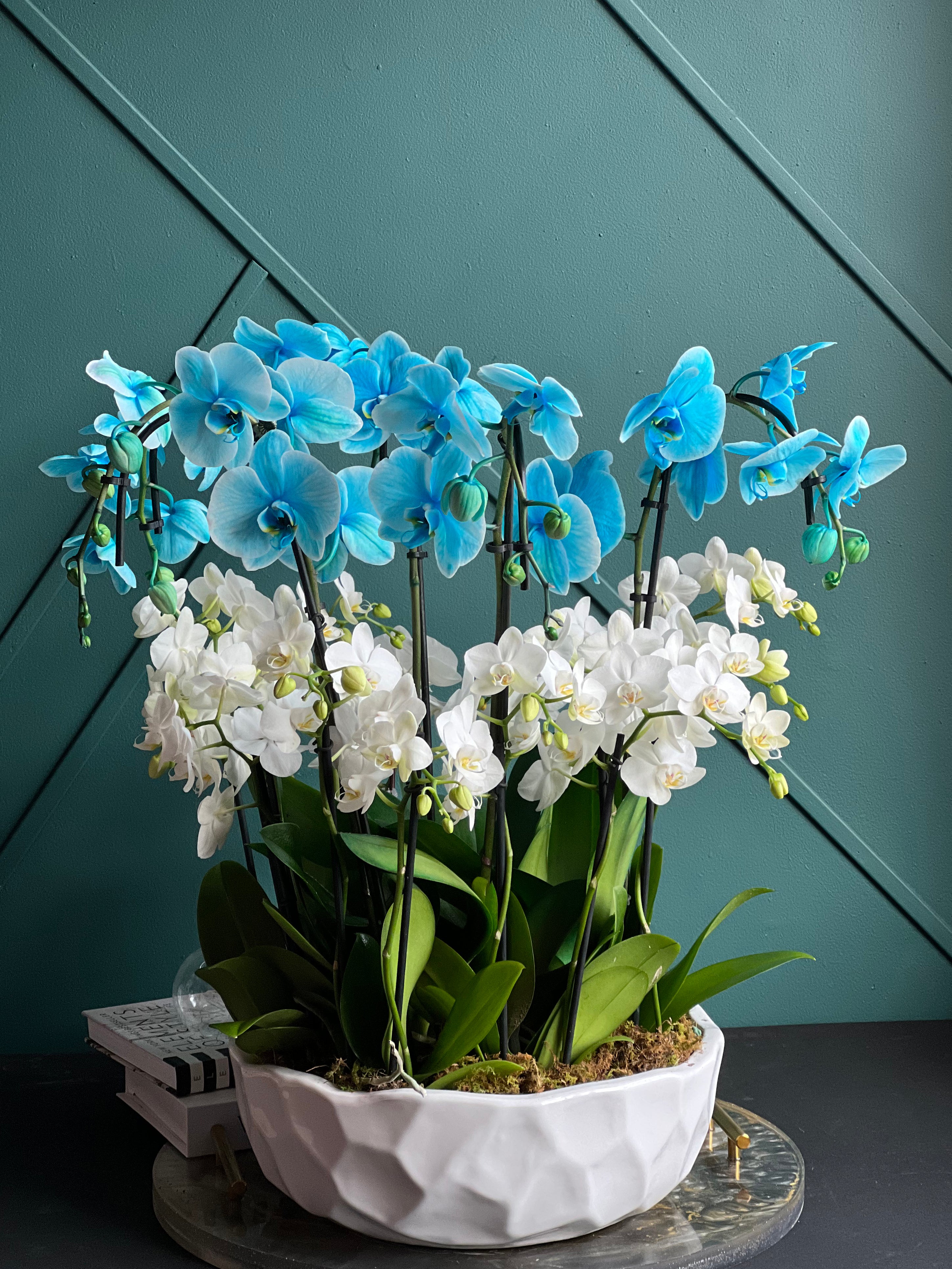 Luxury orchid gift in Miami Beach