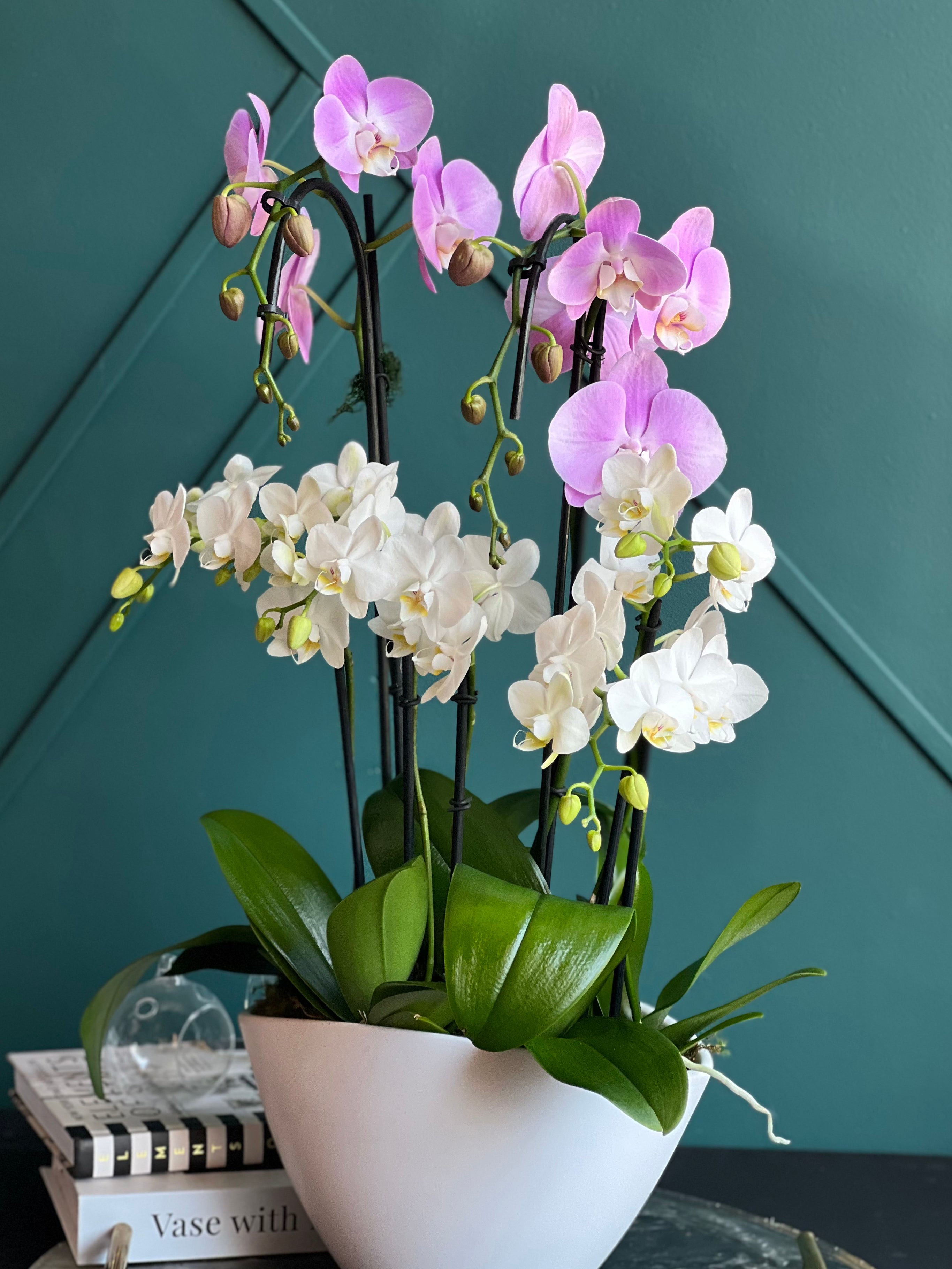 Luxury orchid gift with large and mini blooming orchids