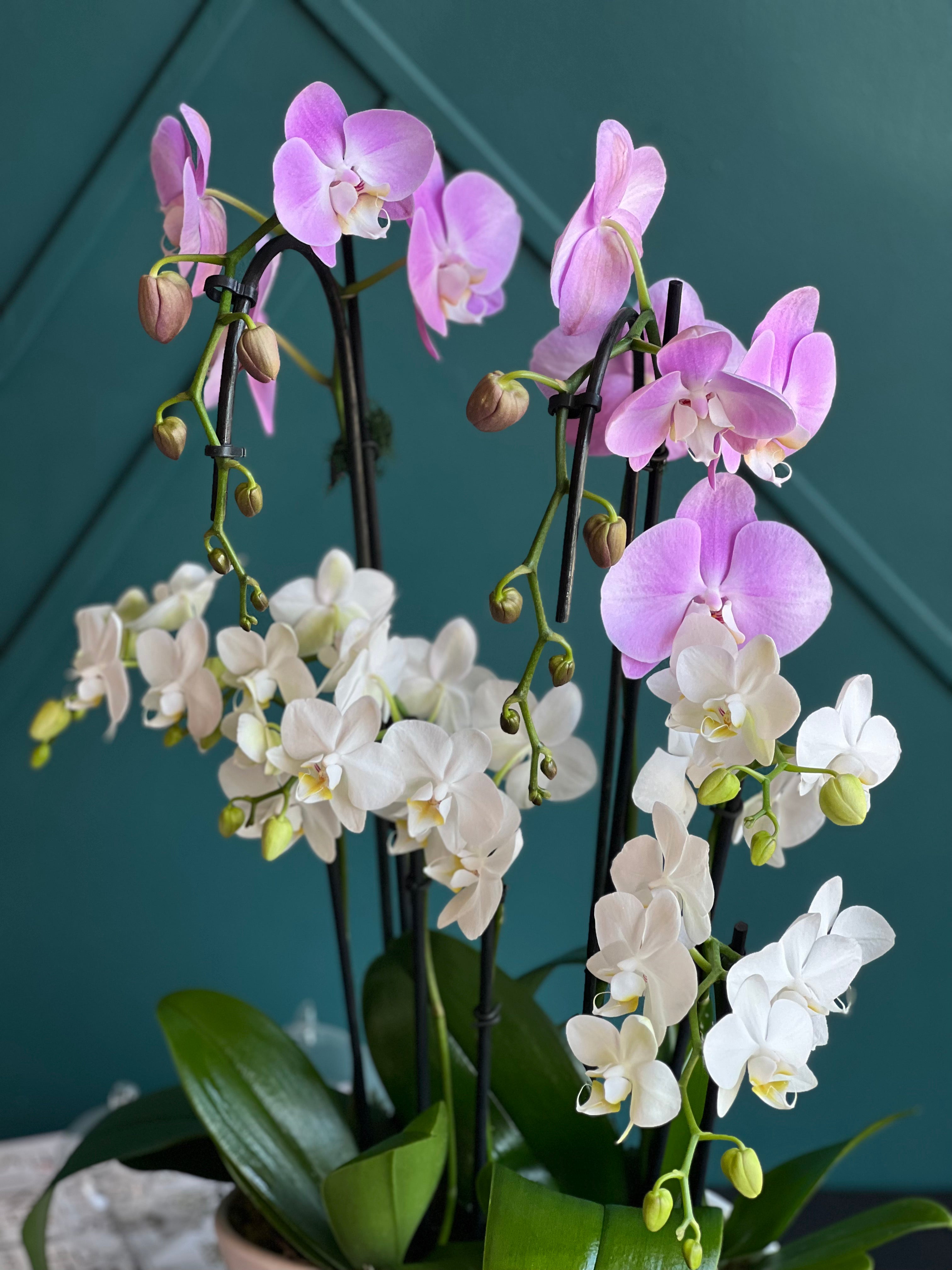 Luxury orchid planter for home and office décor in Miami Beach