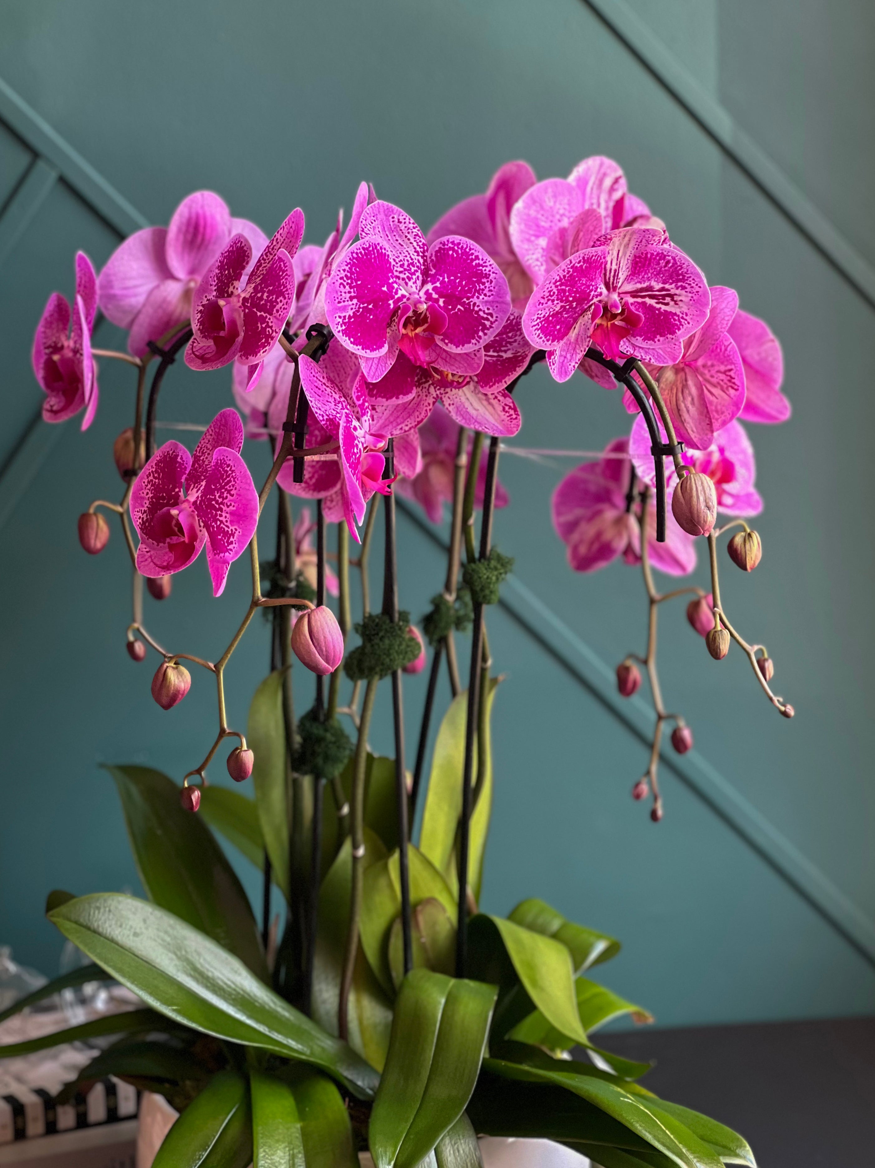 Luxury pink orchid arrangement for Miami Beach homes