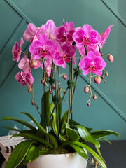 Luxury pink waterfall Phalaenopsis orchid arrangement with six blooming stems