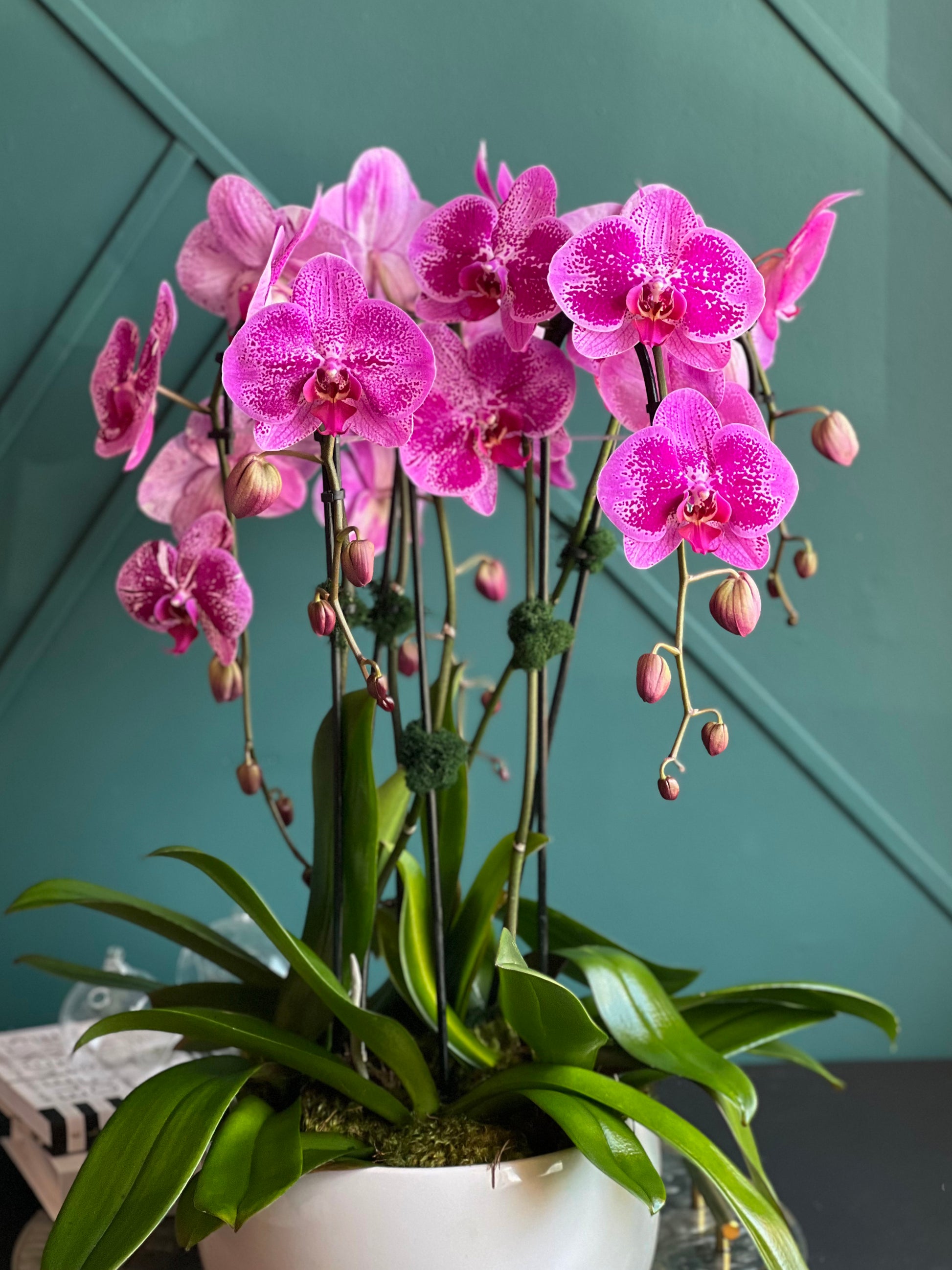 Luxury pink waterfall Phalaenopsis orchid arrangement with six blooming stems
