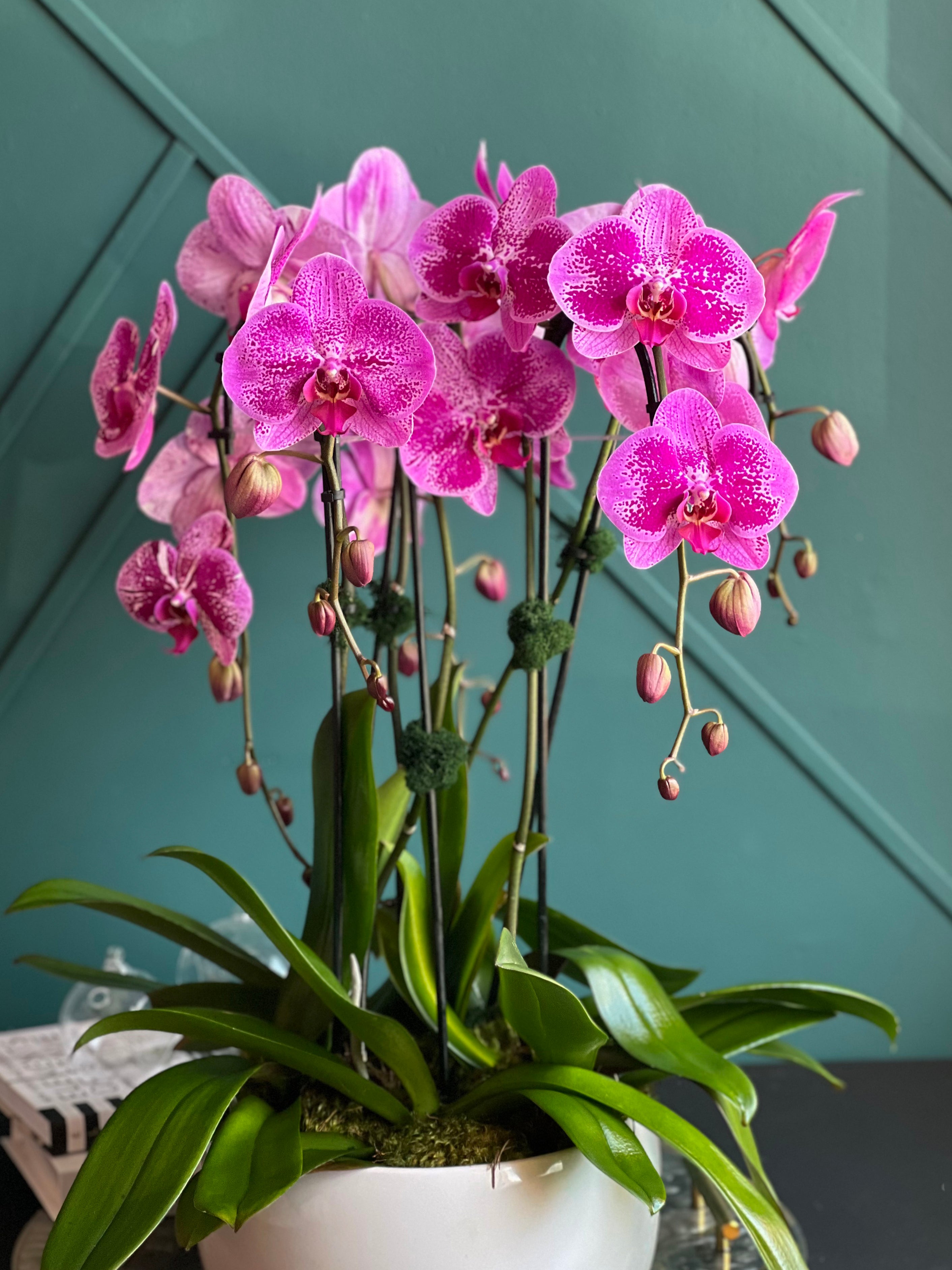Luxury pink waterfall Phalaenopsis orchid arrangement with six blooming stems