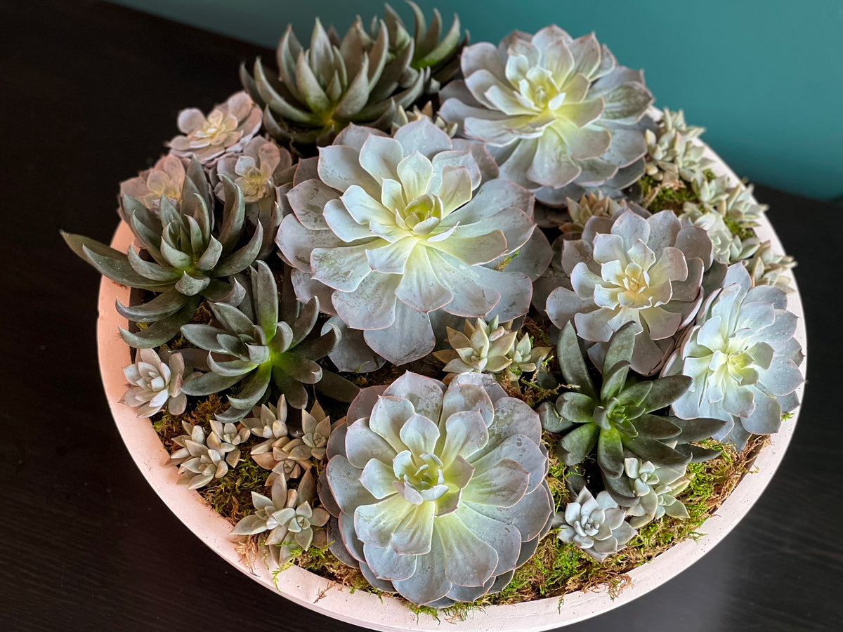 Luxury succulent arrangement in round cement vase